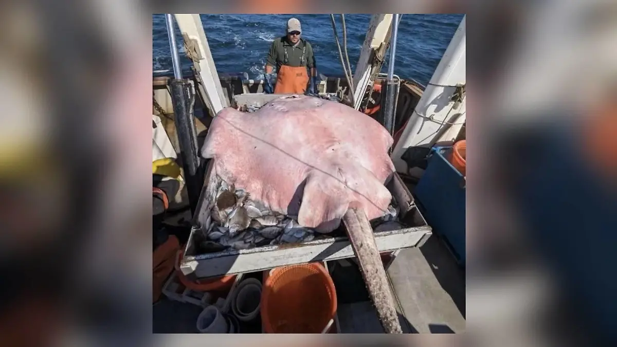Stachelrochen liegt auf dem Rücken auf dem Boot der Fischer
