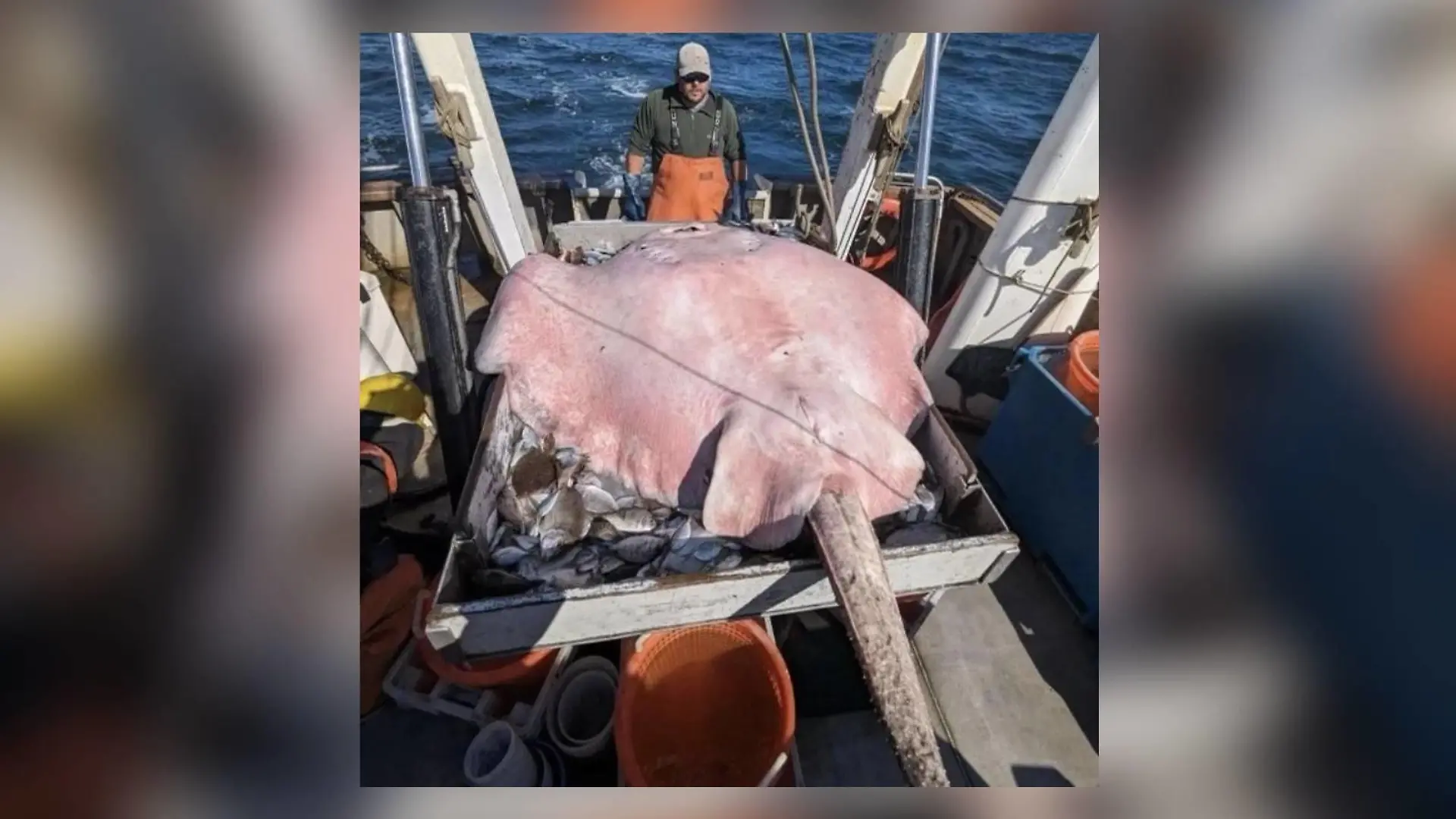 Stachelrochen liegt auf dem Rücken auf dem Boot der Fischer