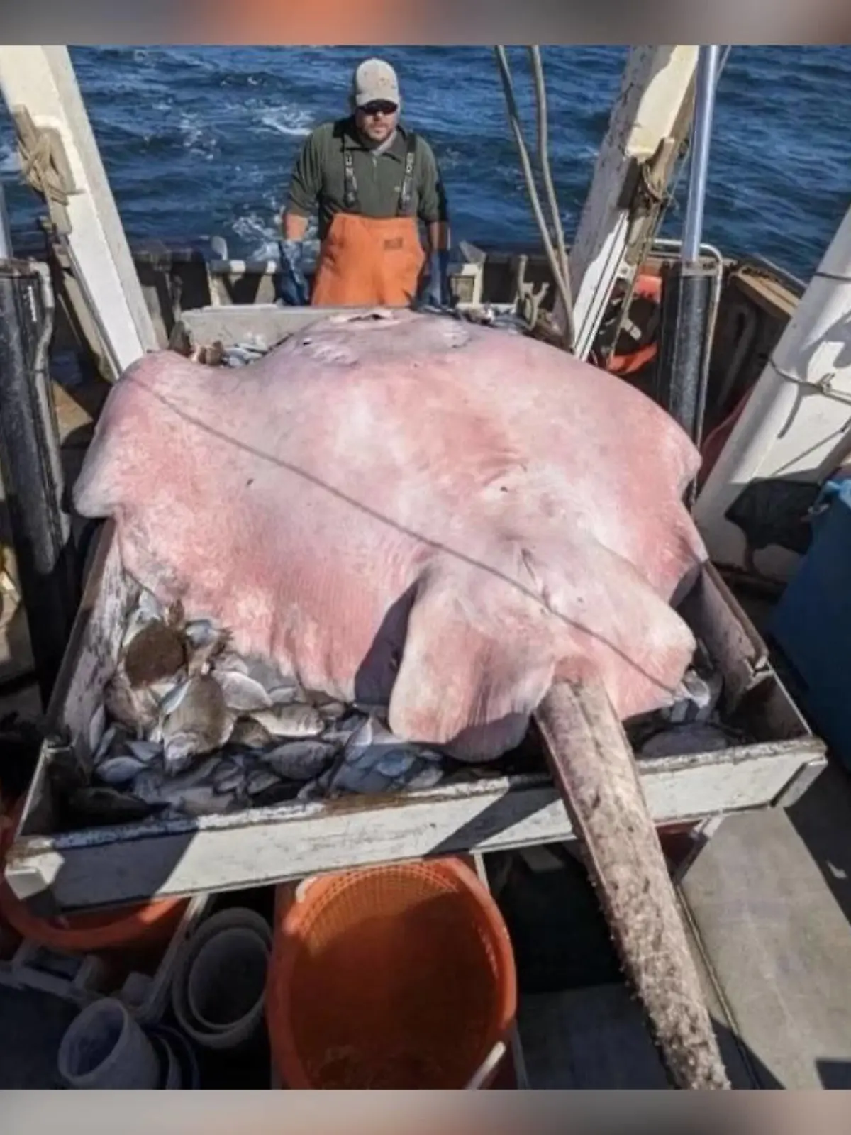 Stachelrochen liegt auf dem Rücken auf dem Boot der Fischer