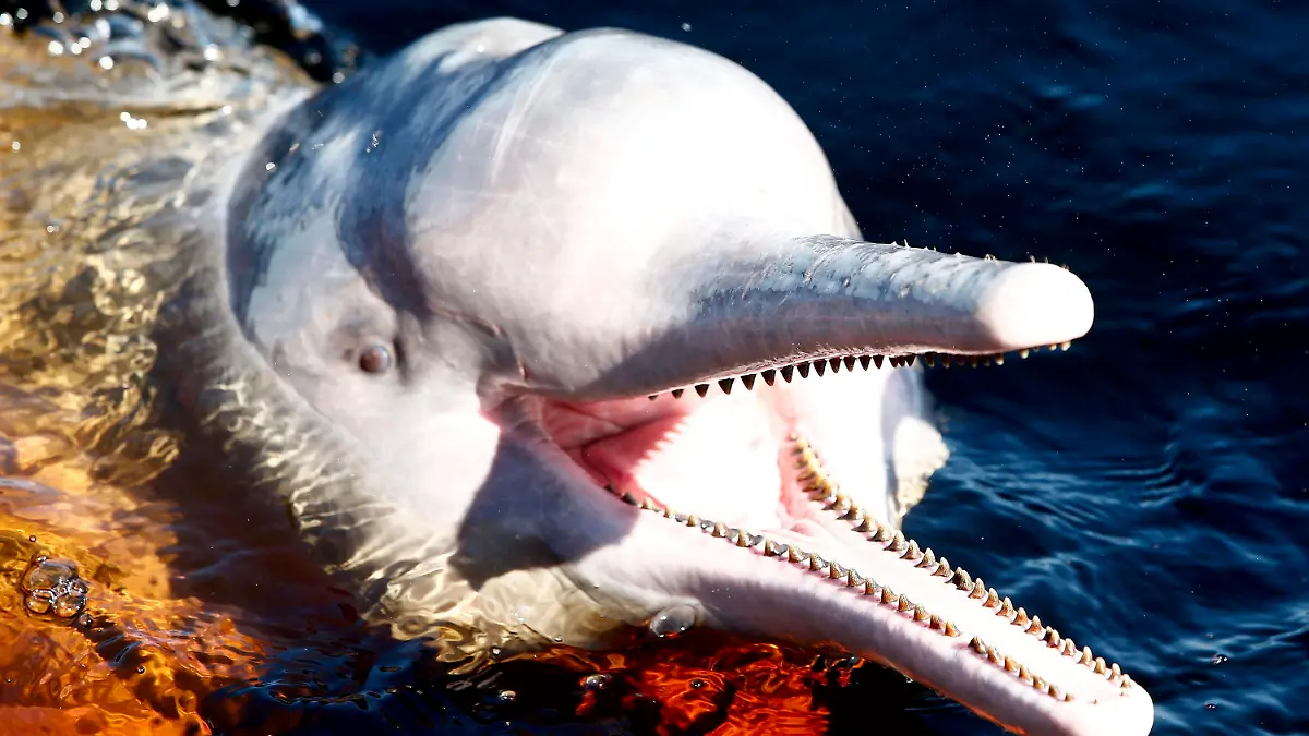 ARCHIV - 15.06.2014, Brasilien, Manaus: Ein Amazonasdelfin schwimmt im Rio Negro in der Nähe von Manaus.  Im brasilianischen Amazonasgebiet sind über 100 tote Süßwasserdelfine entdeckt worden. (Zu dpa "Extreme Hitze im Amazonasgebiet: Über 100 tote Flussdelfine entdeckt") Foto: Jeon Heon-Kyun/EPA/dpa +++ dpa-Bildfunk +++