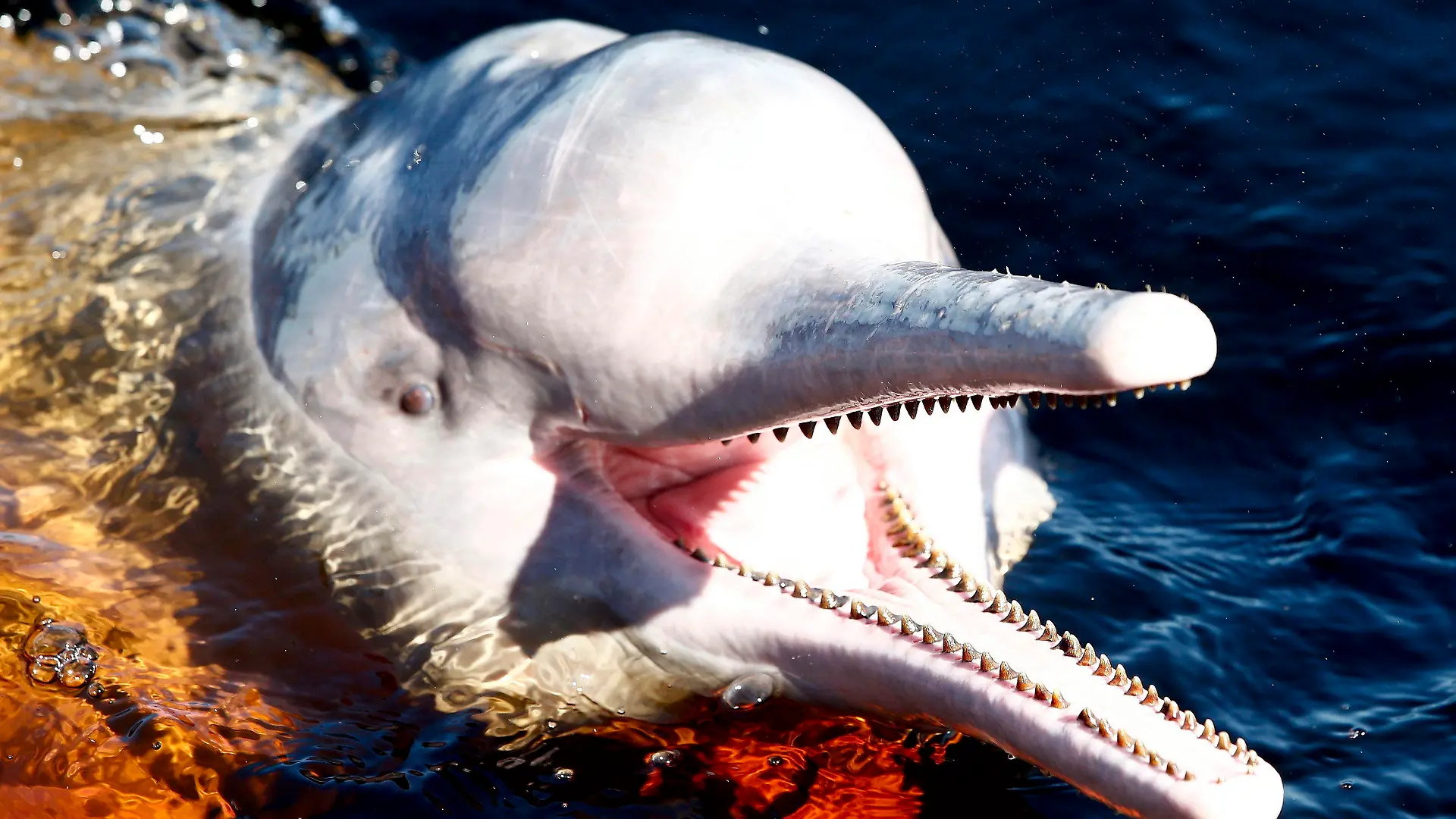 ARCHIV - 15.06.2014, Brasilien, Manaus: Ein Amazonasdelfin schwimmt im Rio Negro in der Nähe von Manaus. Im brasilianischen Amazonasgebiet sind über 100 tote Süßwasserdelfine entdeckt worden. (Zu dpa "Extreme Hitze im Amazonasgebiet: Über 100 tote Flussdelfine entdeckt") Foto: Jeon Heon-Kyun/EPA/dpa +++ dpa-Bildfunk +++