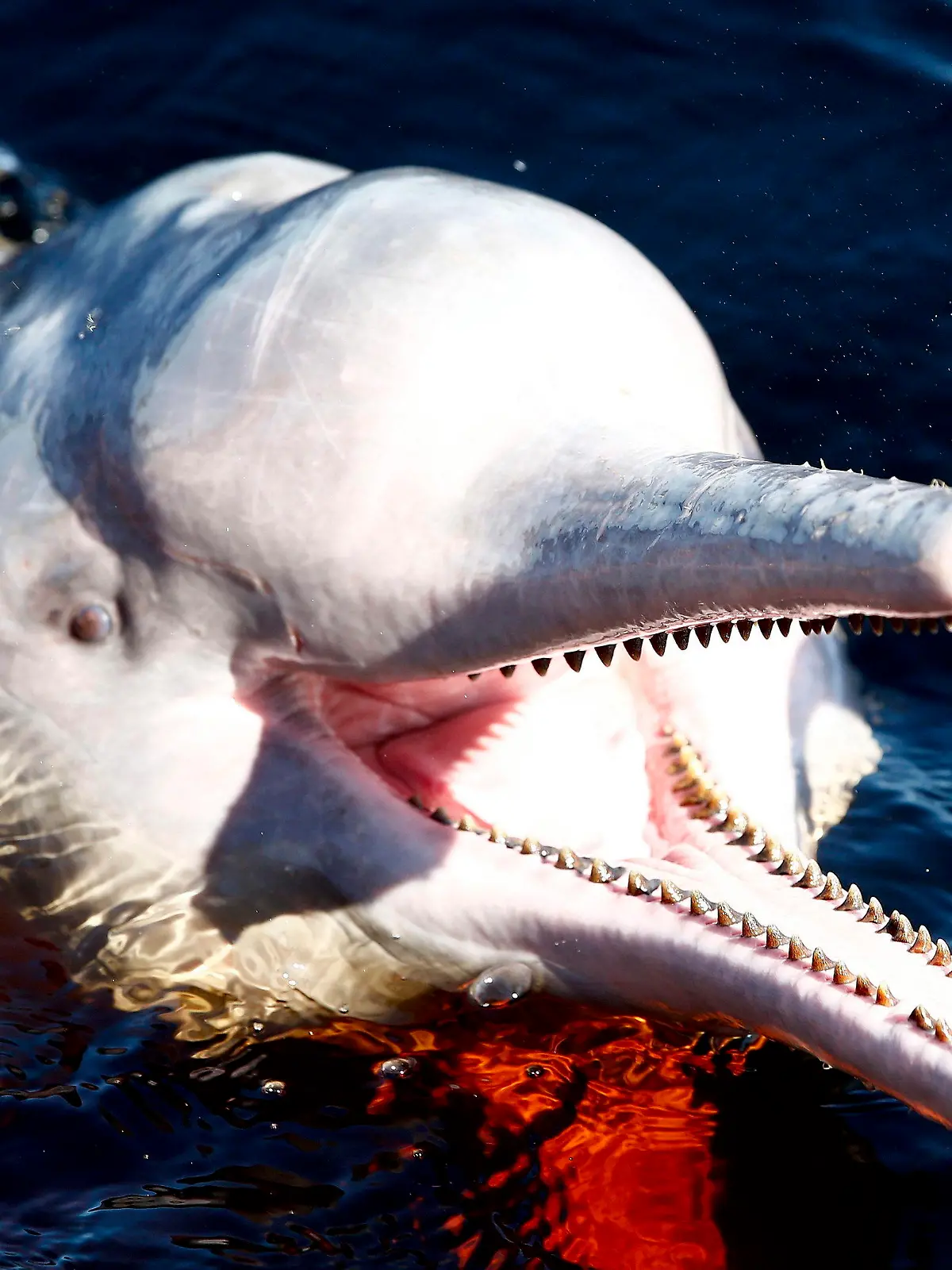 ARCHIV - 15.06.2014, Brasilien, Manaus: Ein Amazonasdelfin schwimmt im Rio Negro in der Nähe von Manaus.  Im brasilianischen Amazonasgebiet sind über 100 tote Süßwasserdelfine entdeckt worden. (Zu dpa "Extreme Hitze im Amazonasgebiet: Über 100 tote Flussdelfine entdeckt") Foto: Jeon Heon-Kyun/EPA/dpa +++ dpa-Bildfunk +++