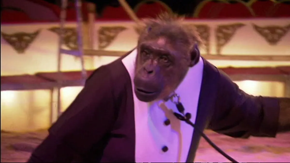 zirkus robby Schimpanse