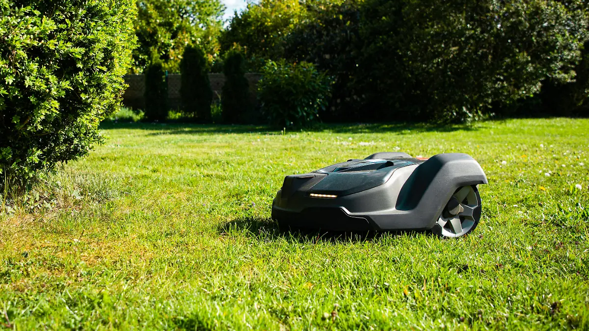 Natural Private Home Garden Meadow and Hedge. Robotic Mower - Automatic Lawn Mower mowing grass towards Garden Hedge on natural green garden meadow. Home Gardening Automation Series