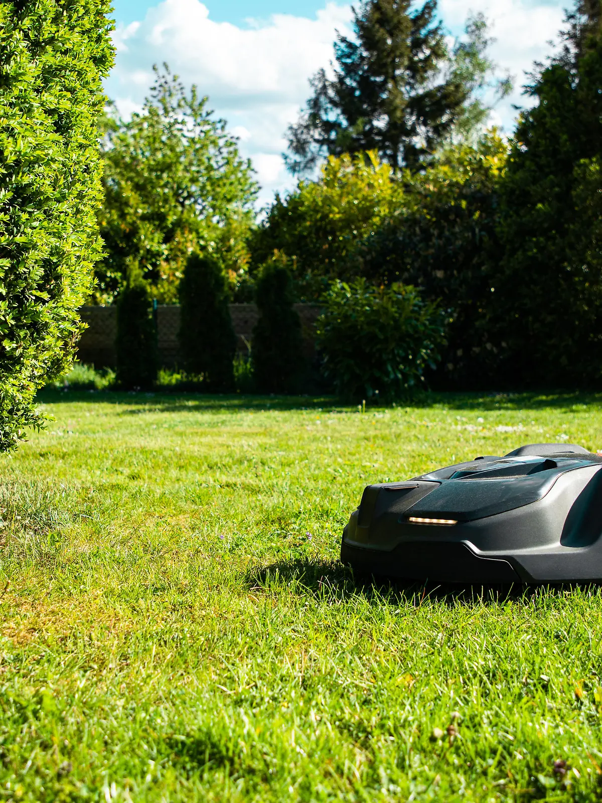 Natural Private Home Garden Meadow and Hedge. Robotic Mower - Automatic Lawn Mower mowing grass towards Garden Hedge on natural green garden meadow. Home Gardening Automation Series