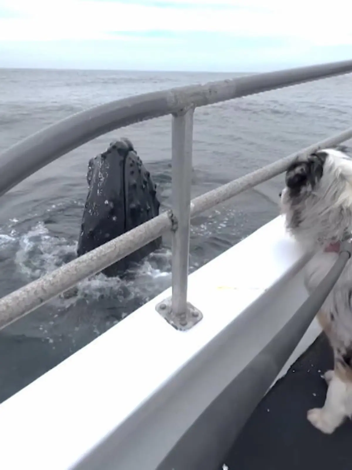 Es gibt wohl wenige Hunde, die von sich behaupten können, schon mal einen Wal getroffen zu haben. Doch der Seebär Skipper, ein einjähriger australischer Schäferhund, sticht mehrmals die Woche in See - und lernt dabei ein echtes Exemplar kennen.