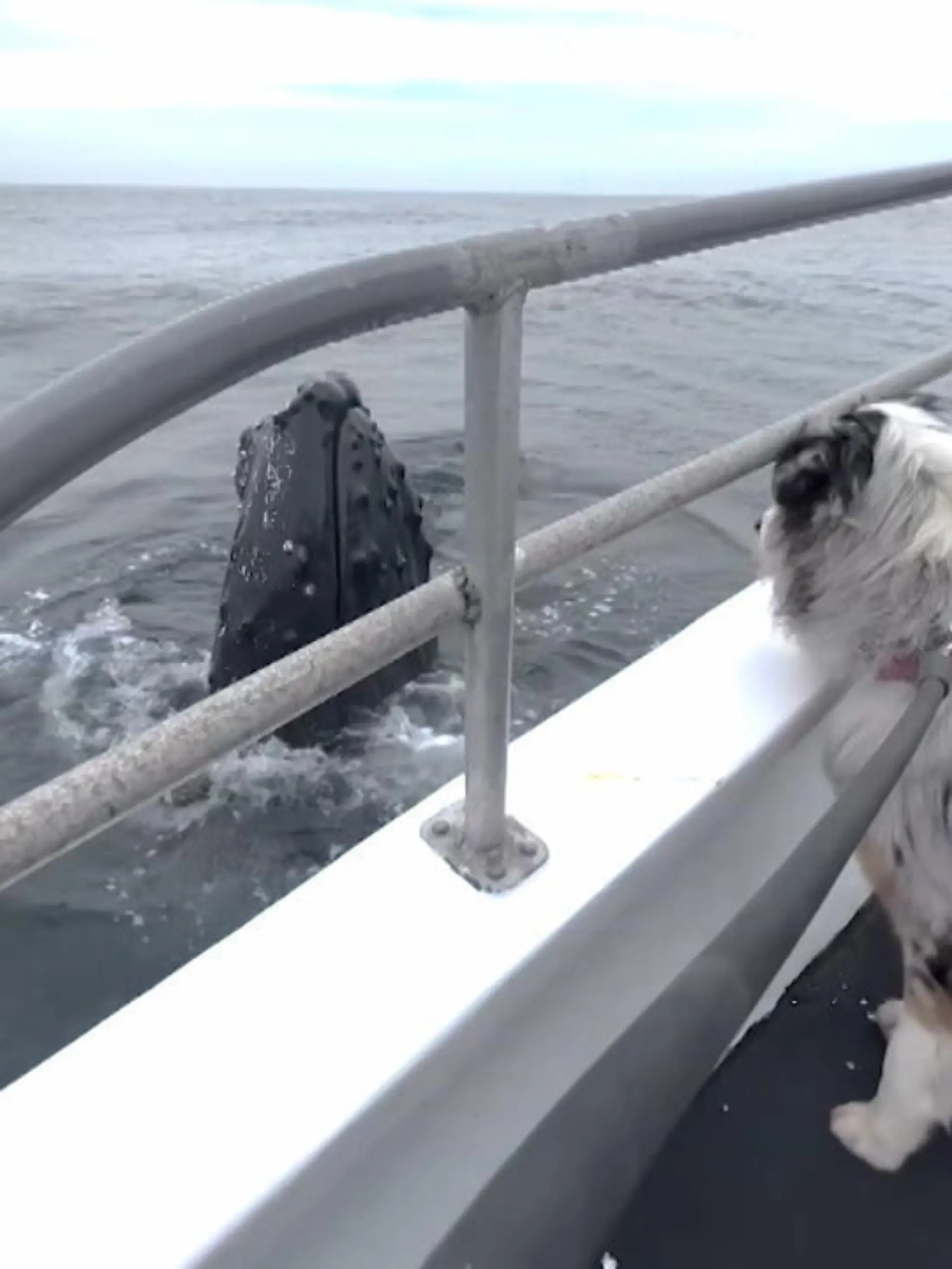 Es gibt wohl wenige Hunde, die von sich behaupten können, schon mal einen Wal getroffen zu haben. Doch der Seebär Skipper, ein einjähriger australischer Schäferhund, sticht mehrmals die Woche in See - und lernt dabei ein echtes Exemplar kennen.