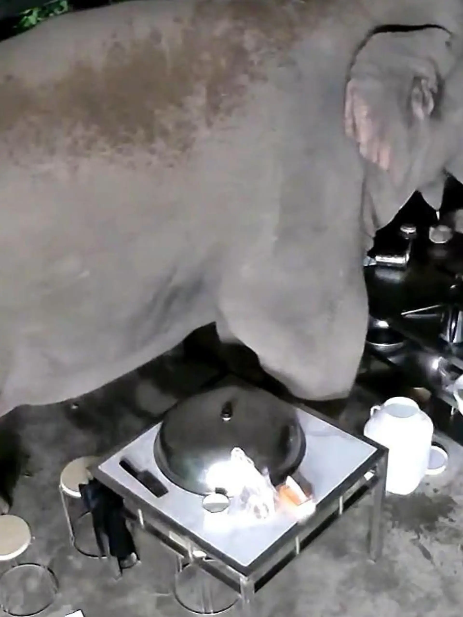 Wilde asiatische Elefanten brechen auf der Suche nach Futter in ein Haus ein. Dabei hinterlassen sie eine völlige Verwüstung. Die skurrilen Szenen sehen Sie im Video.