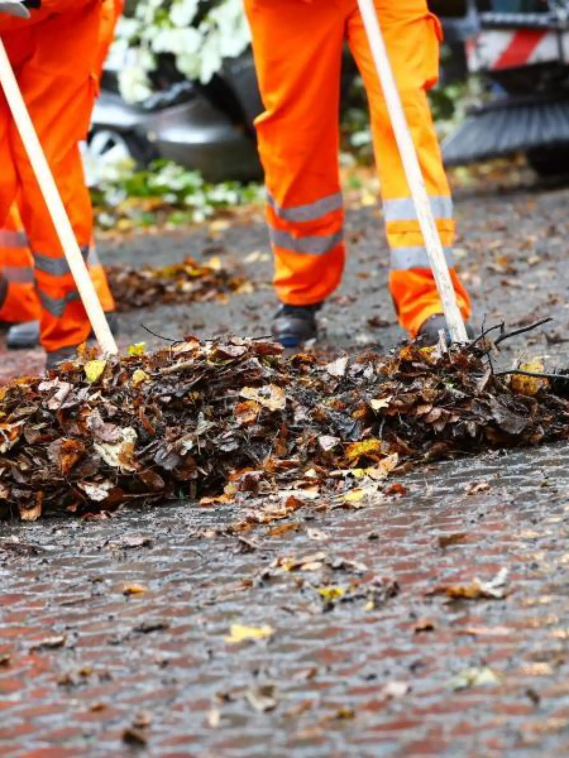 Stadtreinigung beseitigt Laub