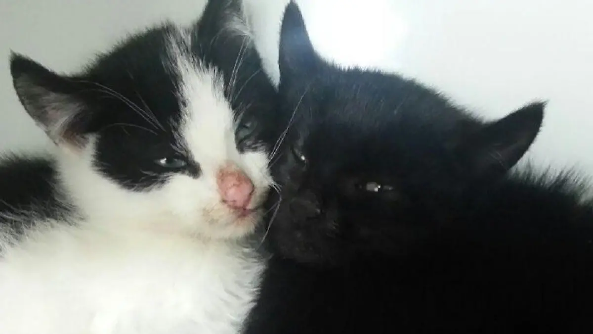 Katzenbabies