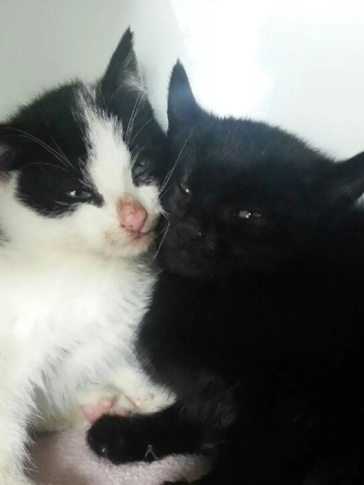 Katzenbabies