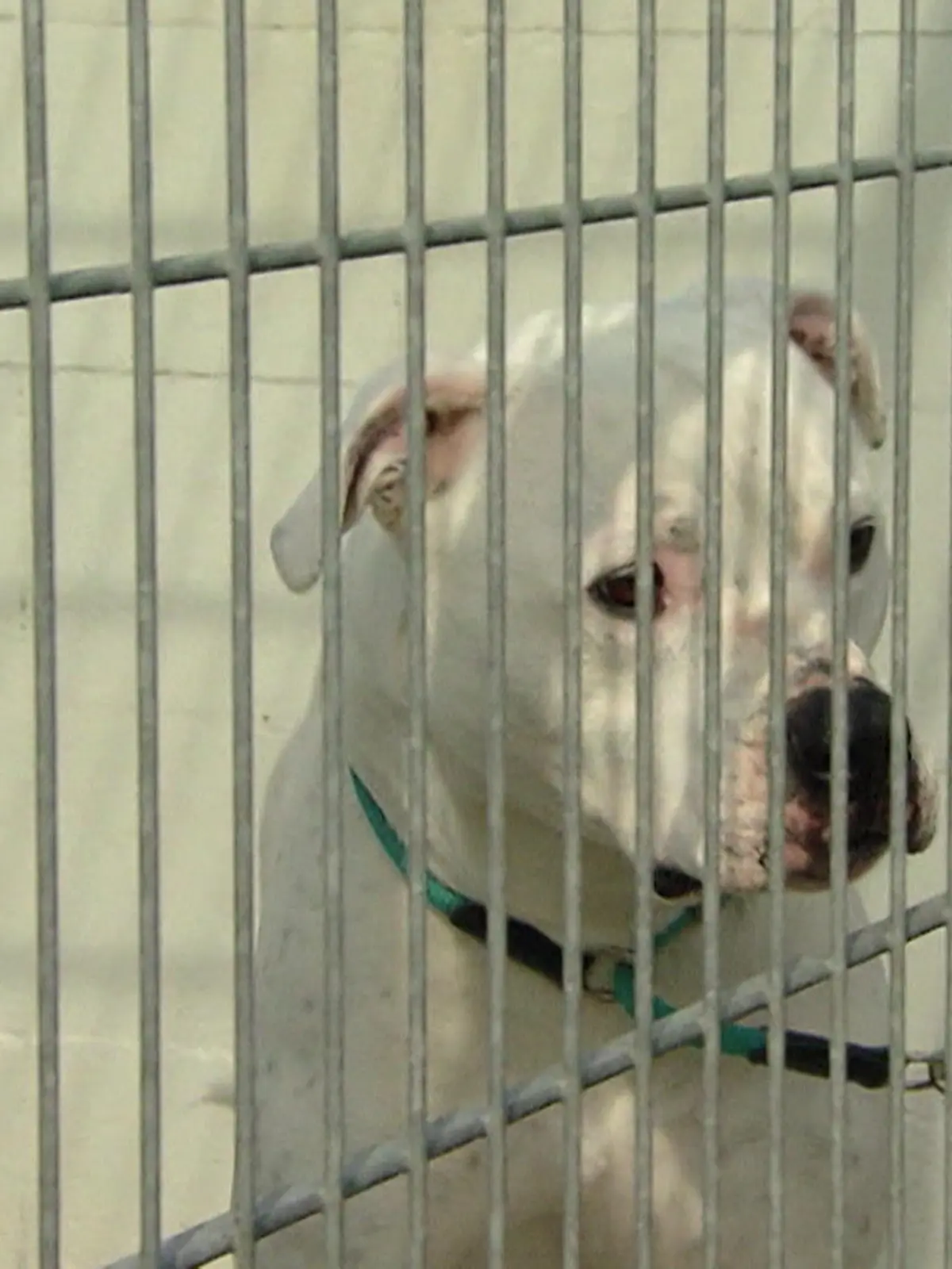 Eine Joggerin (60) ist von einem American Stafford namens Elmo während dem Spazieren angefallen und getötet worden. Die Hundehalterin (37) versuchte noch dazwischen zu gehen. Dabei verletzte der Hund sie ebenfalls schwer, sodass sie in ein Krankenhaus gebracht werden musste. Für die 60-Jährige aus Naarn in Oberösterreich kam jede Hilfe zu spät.