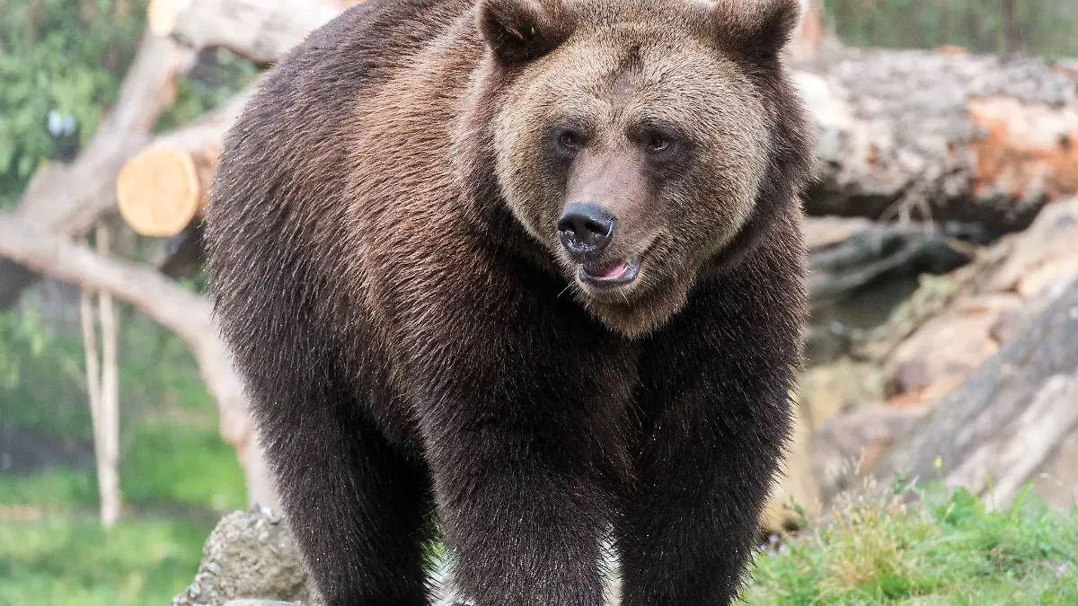 Der Braunbär Lucifer steht in einem Gehege im Berliner Zoo.