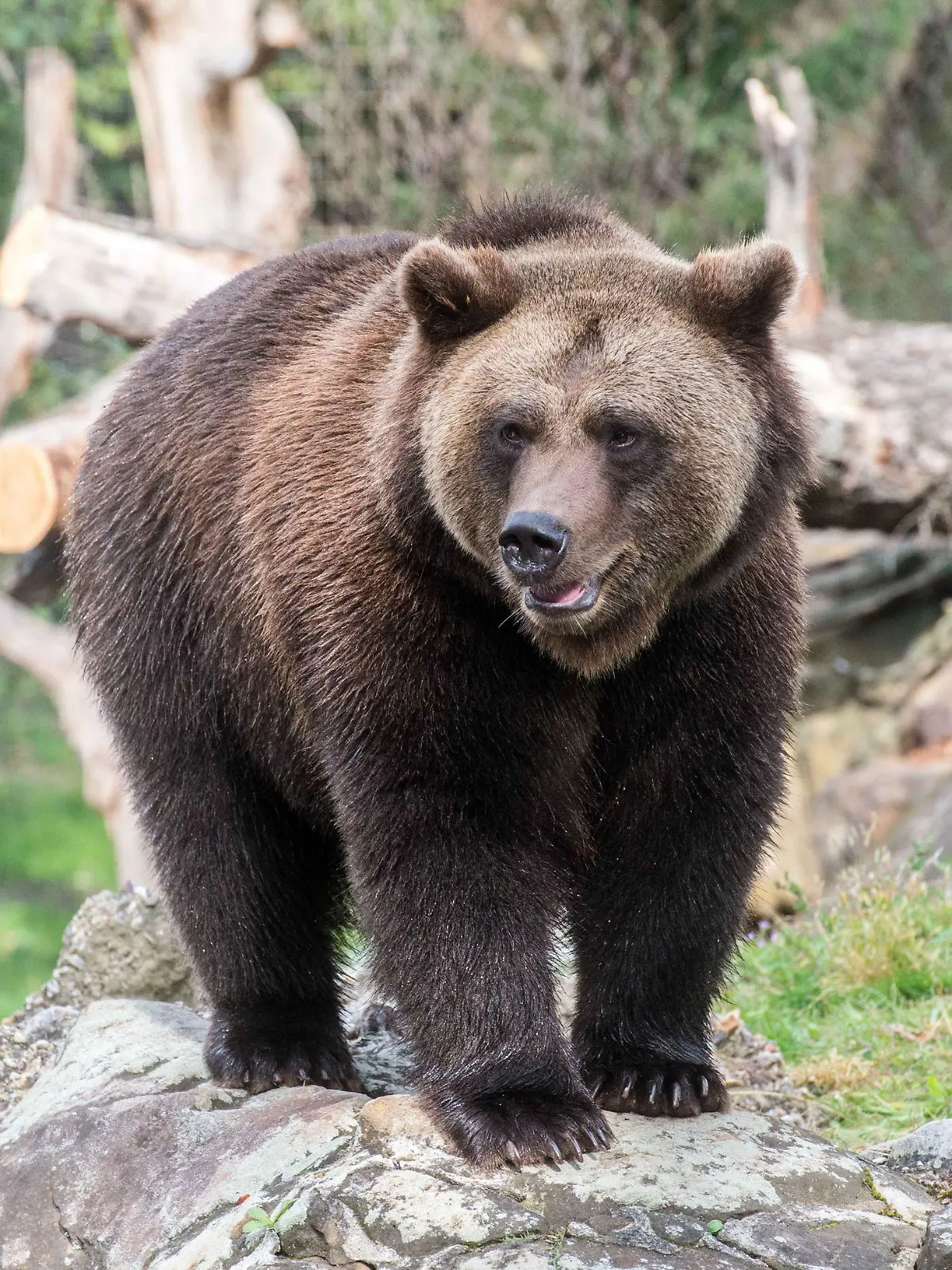 Der Braunbär Lucifer steht in einem Gehege im Berliner Zoo.