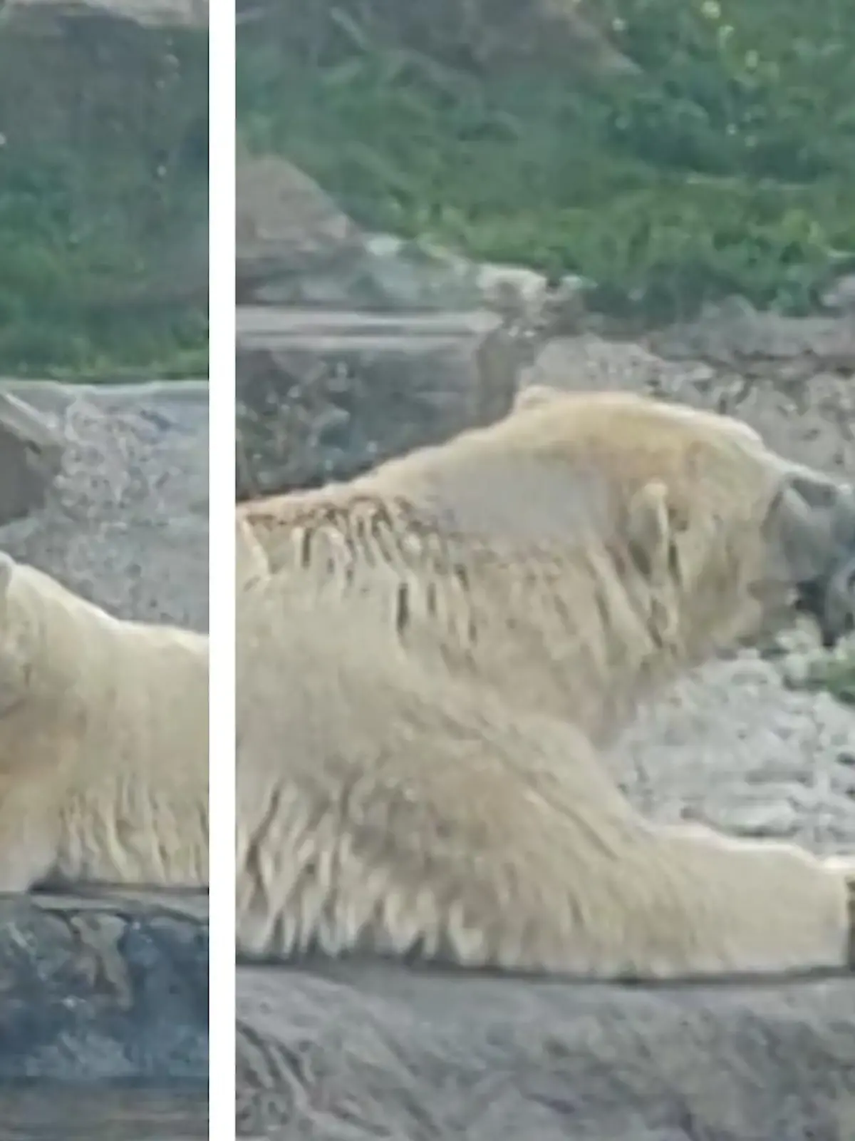 Im Budapester Zoo in Ungarn scheint Liebe in der Luft zu liegen. Das zumindest lassen die wilden Zungenküsse der beiden Eisbären Belij und Serij zunächst erahnen. Doch was wirklich hinter der kuriosen Knutscherei der beiden Bären steckt, erfahren Sie im Video. 