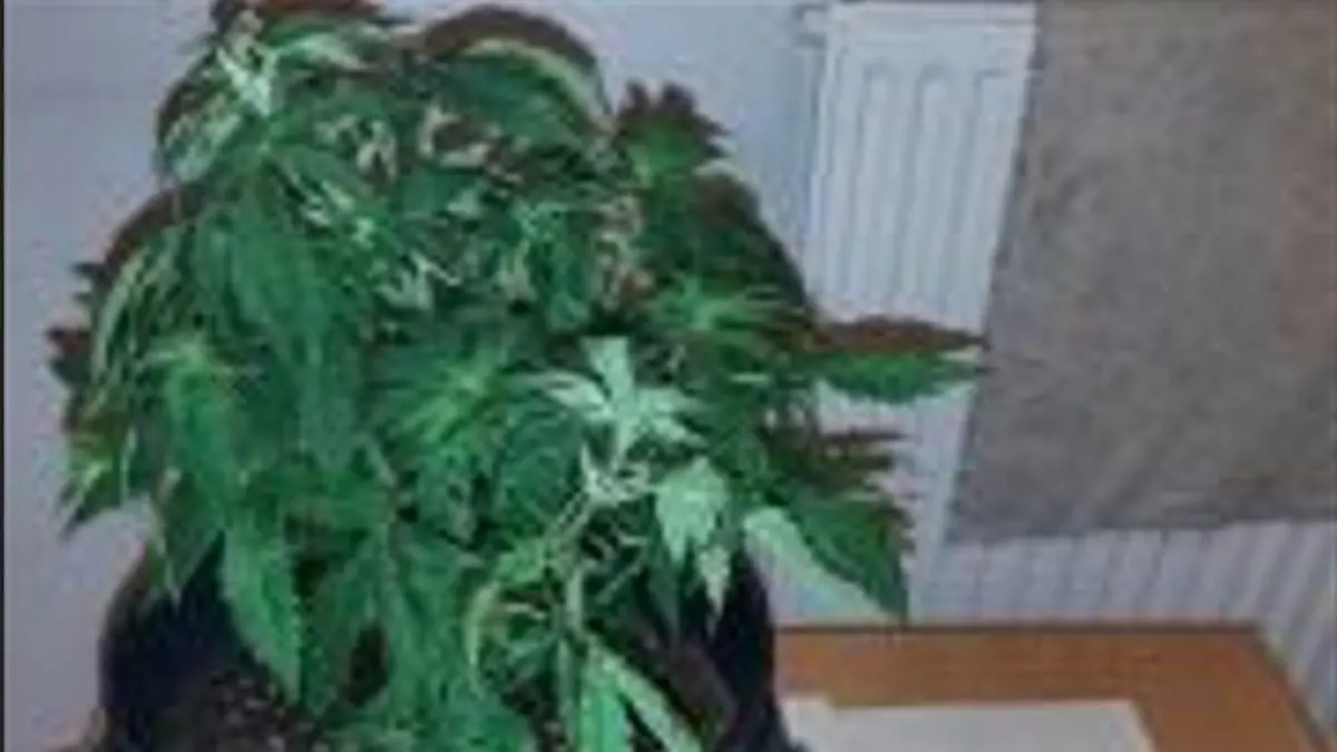 Diese Marihuana-Pflanze hatte der Mann im Rucksack.