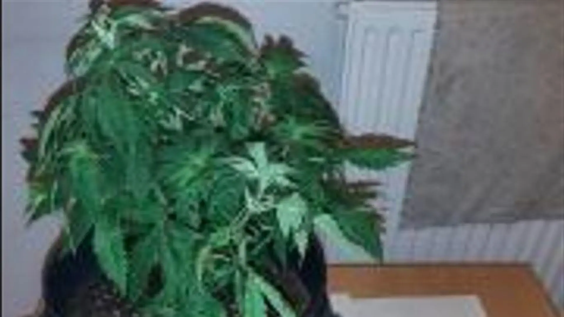 Diese Marihuana-Pflanze hatte der Mann im Rucksack.