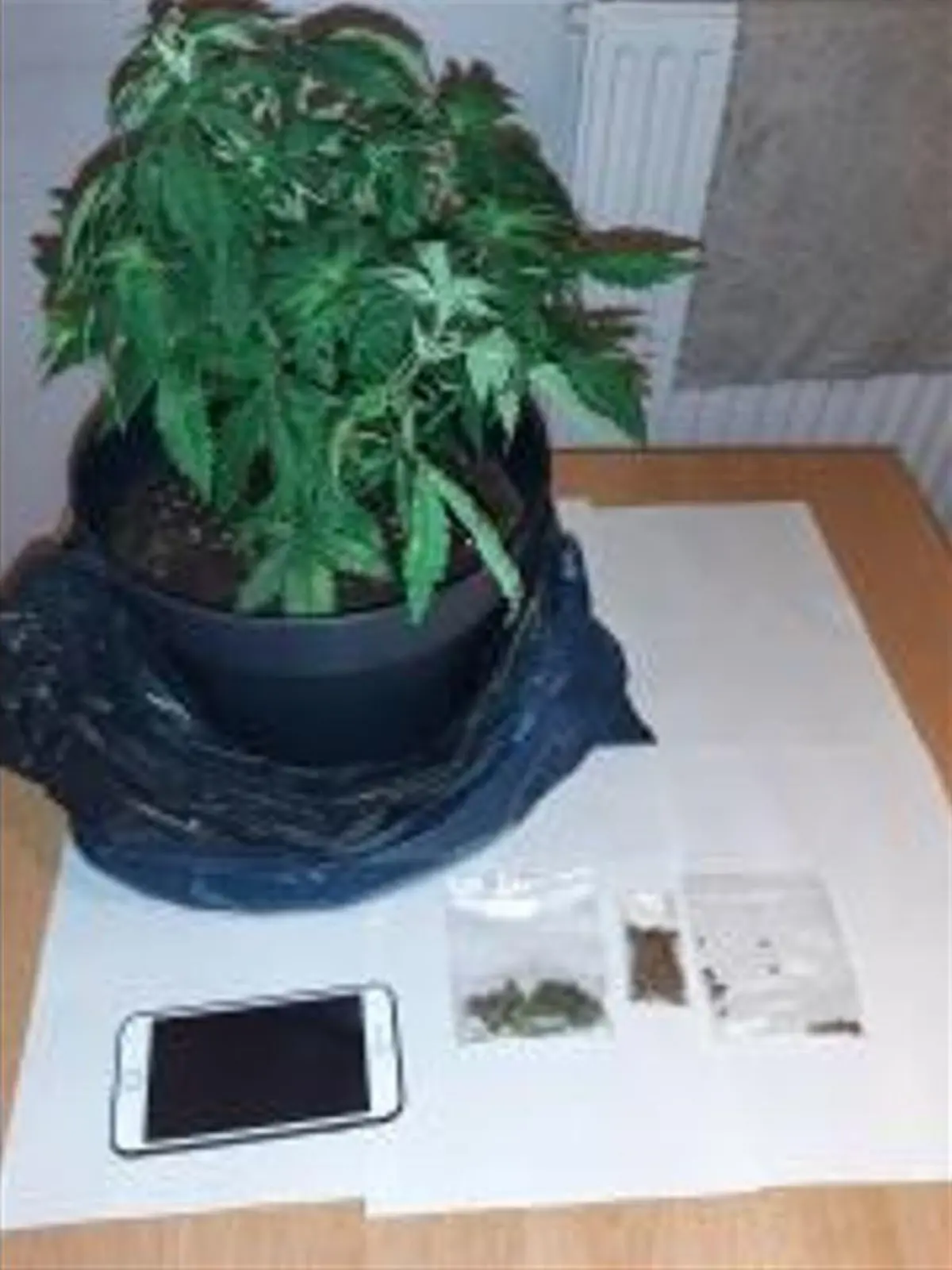 Diese Marihuana-Pflanze hatte der Mann im Rucksack.