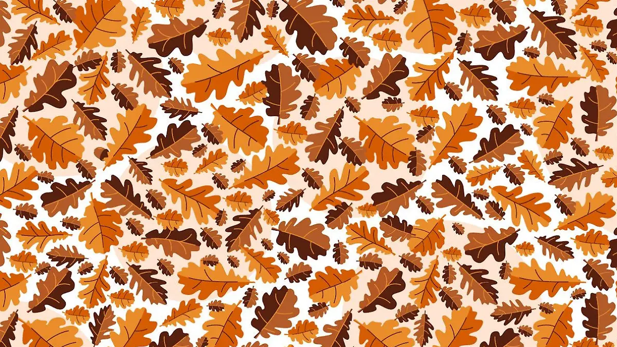 Mit dem ganzen Laub ist eine Eichel vom Baum gefallen. Wo liegt sie?
