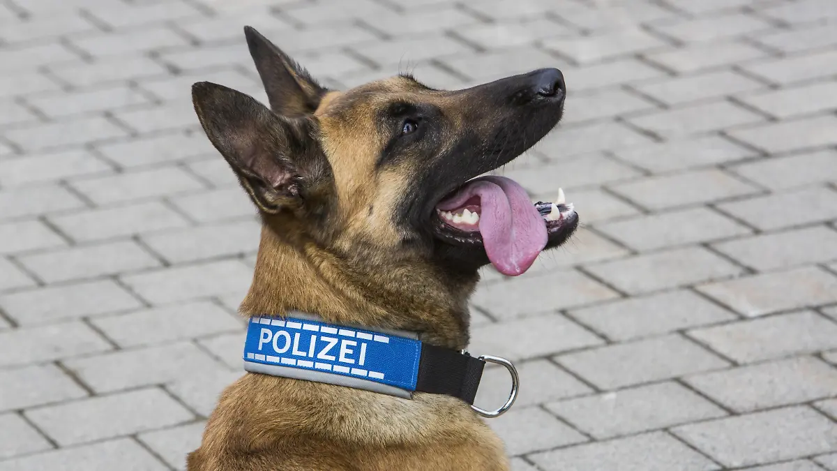 Polizeihund, belgischer Schäferhund, mit Polizeihalsband. Schutzhund, Spürhund.