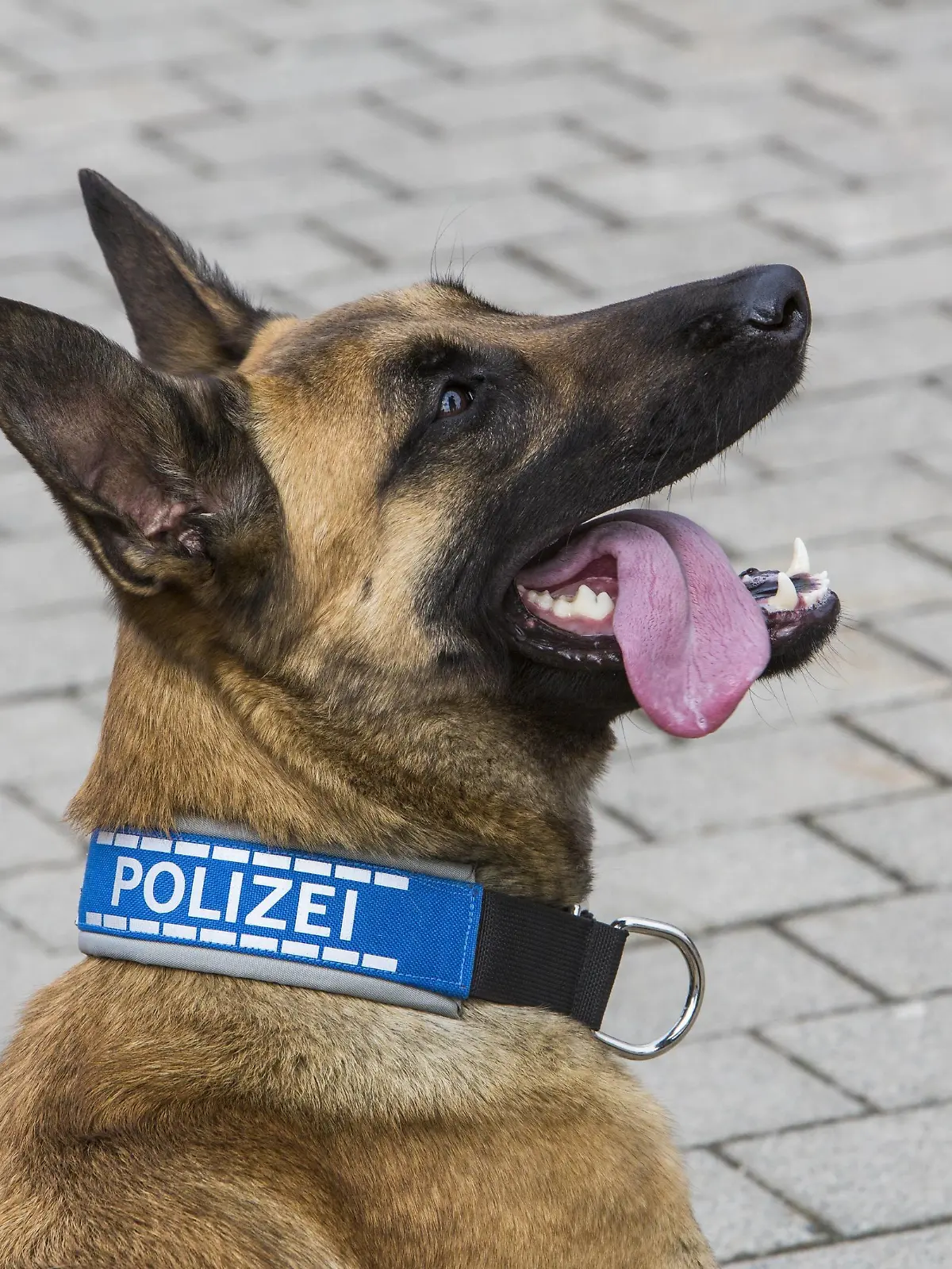  Polizeihund, belgischer Schäferhund, mit Polizeihalsband. Schutzhund, Spürhund.