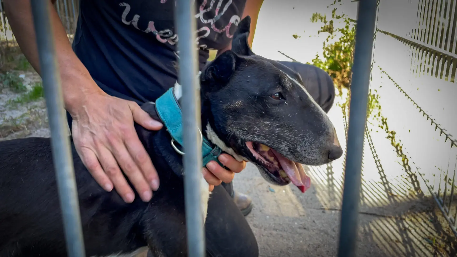 Bullterrier mit Tierpflegerin in Rastatt