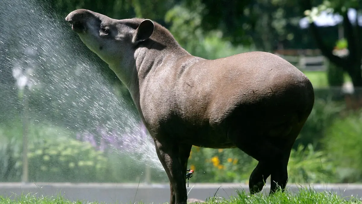 Das Flachlandtapir namens Ailton starb im Alter von 17 Jahren im Kölner Zoo.