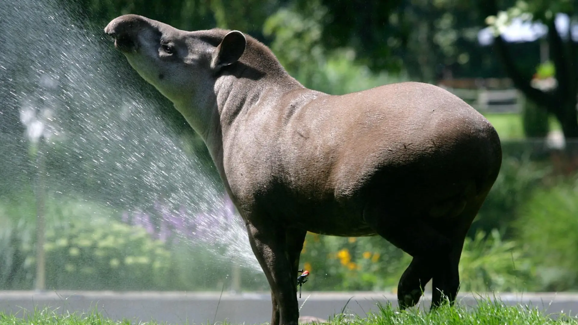 Das Flachlandtapir namens Ailton starb im Alter von 17 Jahren im Kölner Zoo.