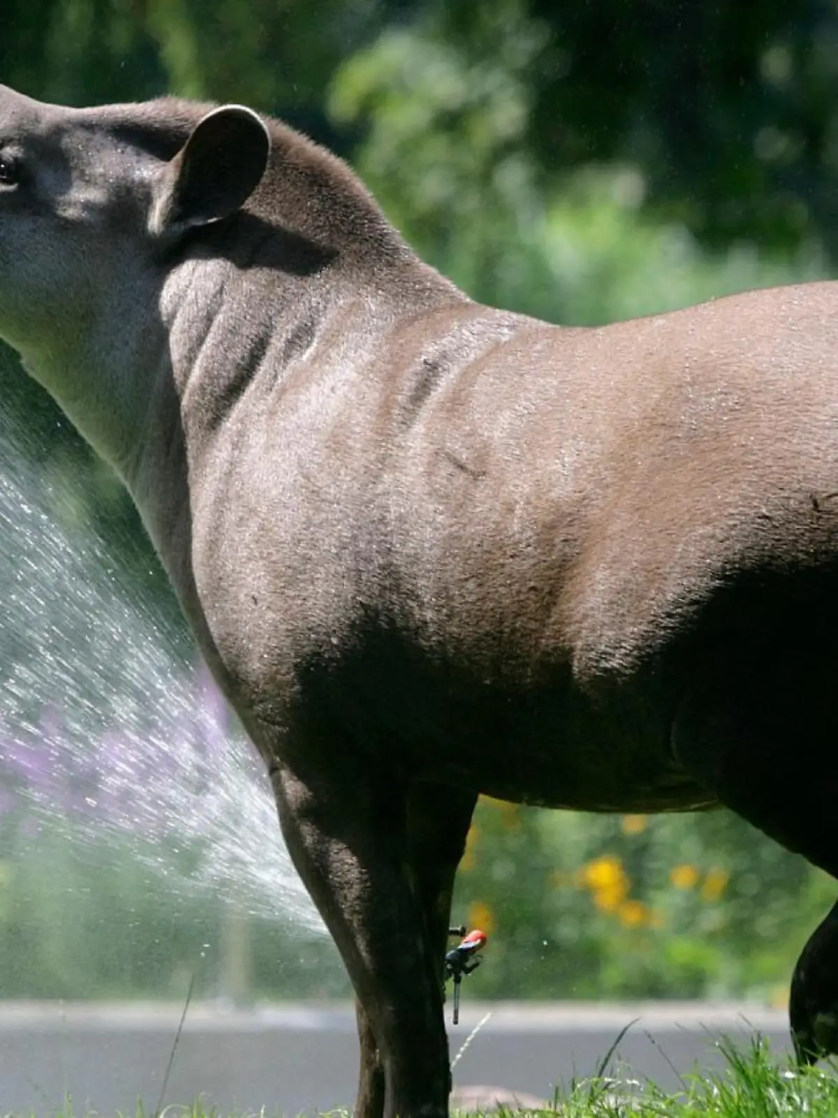 Das Flachlandtapir namens Ailton starb im Alter von 17 Jahren im Kölner Zoo.