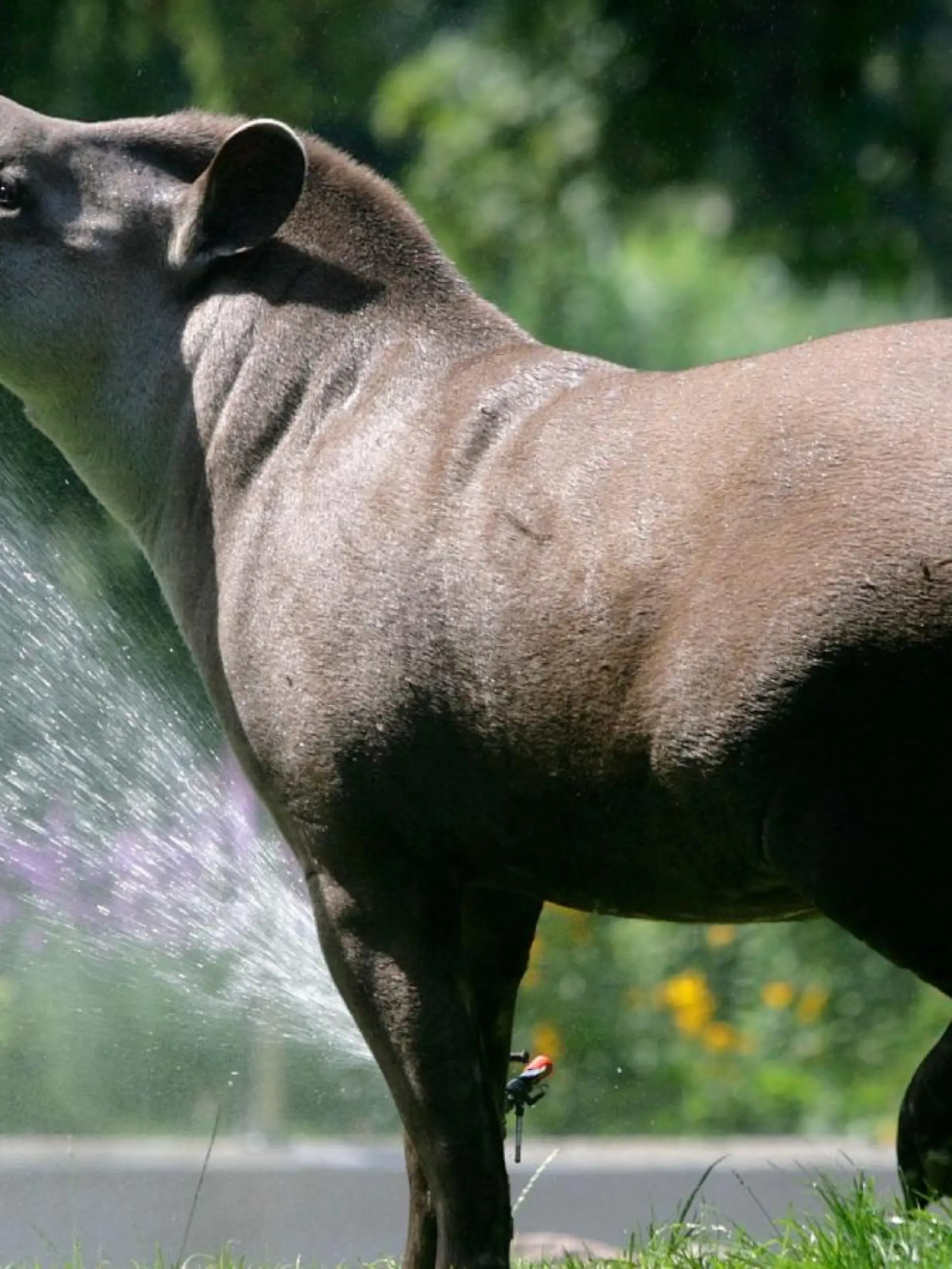 Das Flachlandtapir namens Ailton starb im Alter von 17 Jahren im Kölner Zoo.