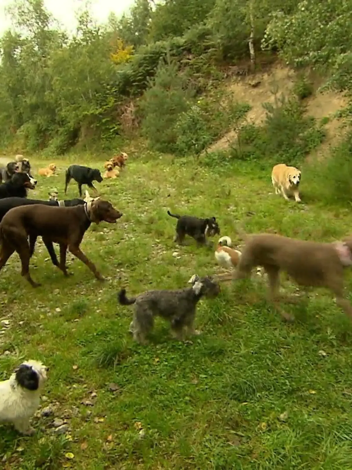 Bild zu: "Der Mann, dem die Hunde vertrauen"