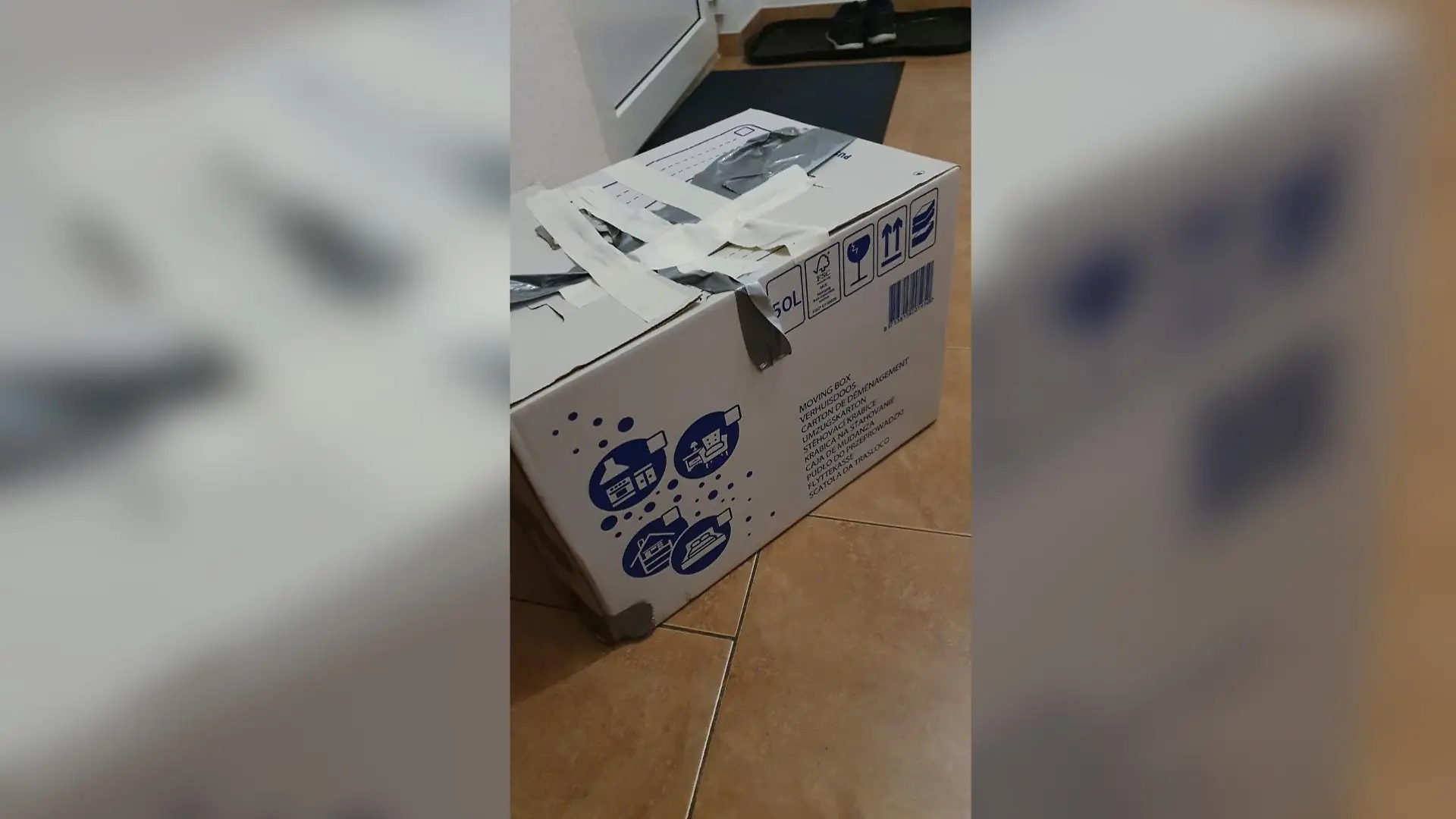 Die beiden Katzenbabys wurden in einem Umzugskarton am Straßenrand abgestellt.