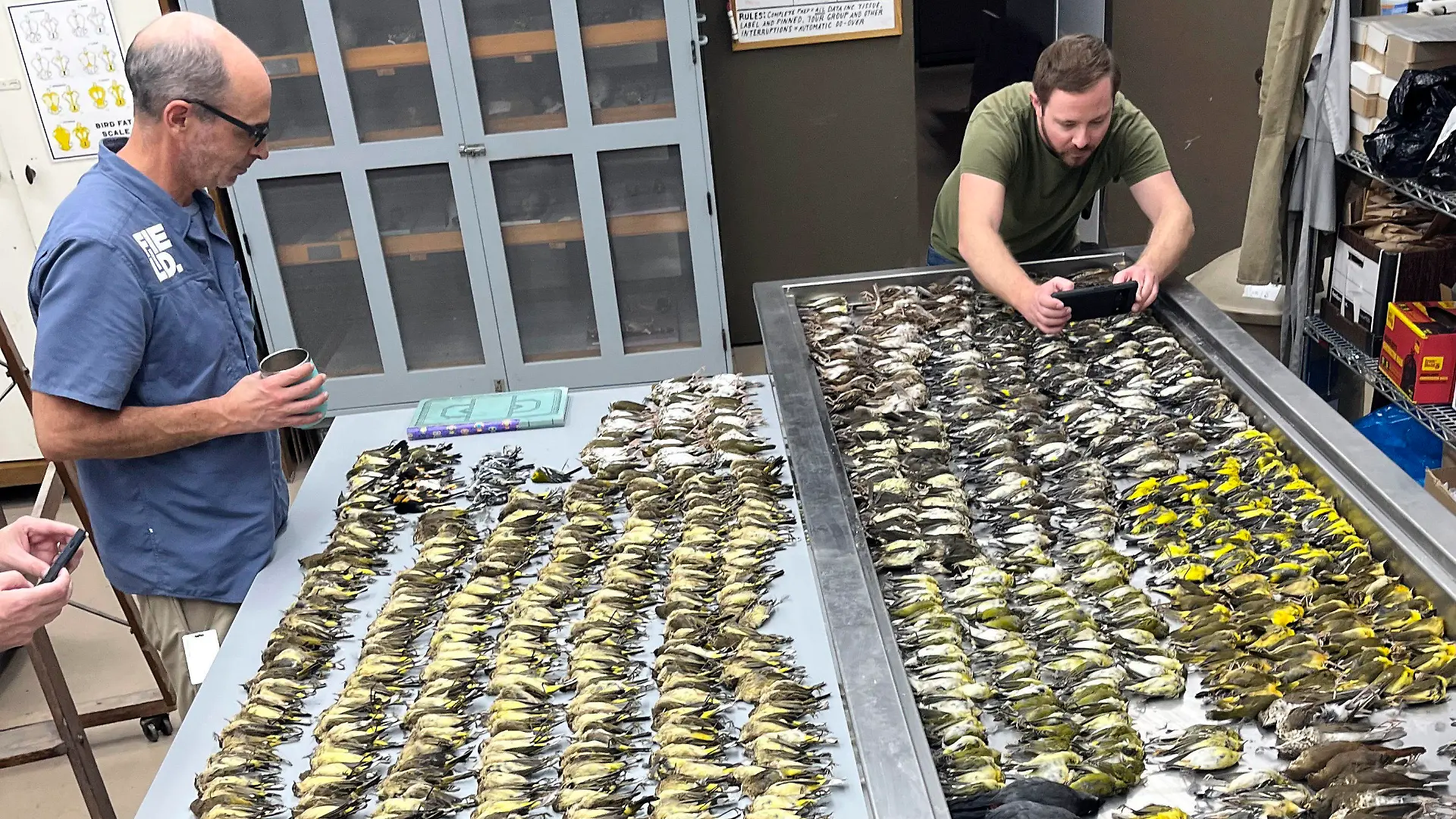 In this image provided by the Chicago Field Museum, workers at the Chicago Field Museum inspect the bodies of migrating birds, Thursday, Oct. 5, 2023, in Chicago, that were killed when they flew into the windows of the McCormick Place Lakeside Center, a Chicago exhibition hall, the night of Oct. 4-5, 2023. According to the Chicago Audubon Society, nearly 1,000 birds migrating south during the night grew confused by the exhibition center's lights and collided with the building. (Lauren Nassef/Chicago Field Museum via AP)