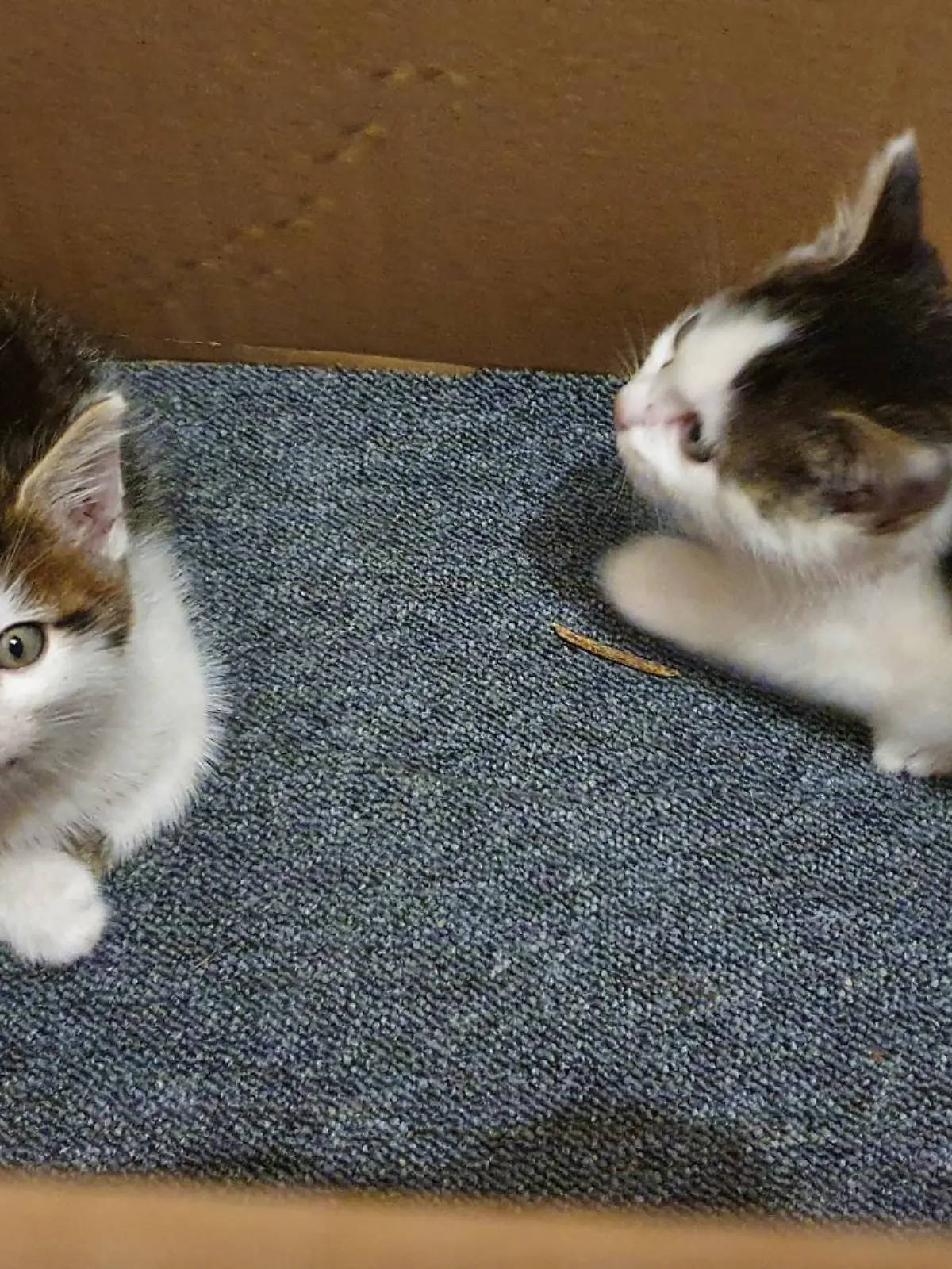 Die beiden Katzenbabys wurden ein einem Umzugskarton am Straßenrand abgestellt.