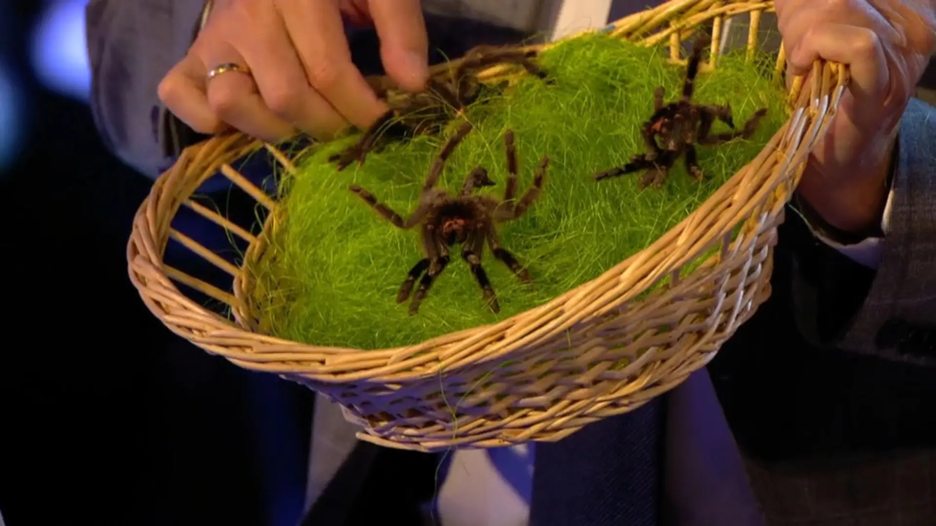 Spinnenhäute