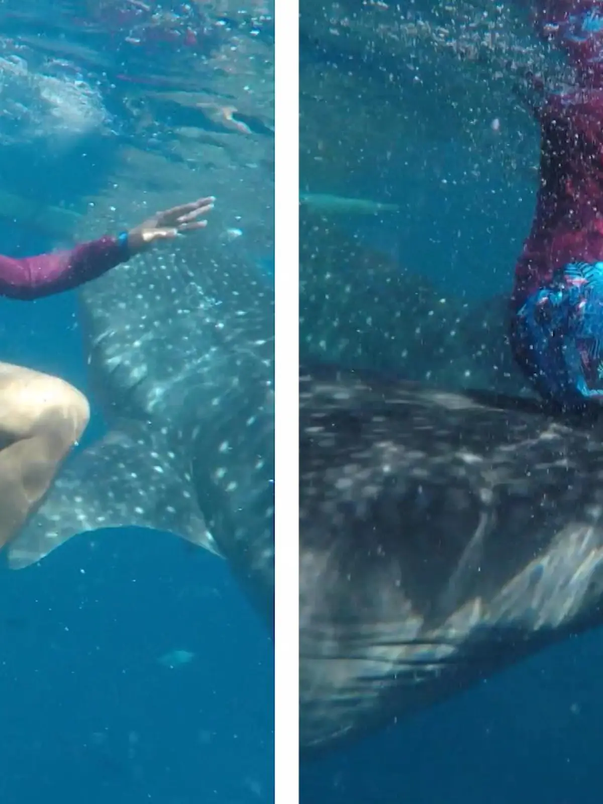 Dieser Walhai schwimmt nicht nur mit den Touristen, er schiebt einen von ihnen sogar mit seinem Maul an die Wasseroberfläche!