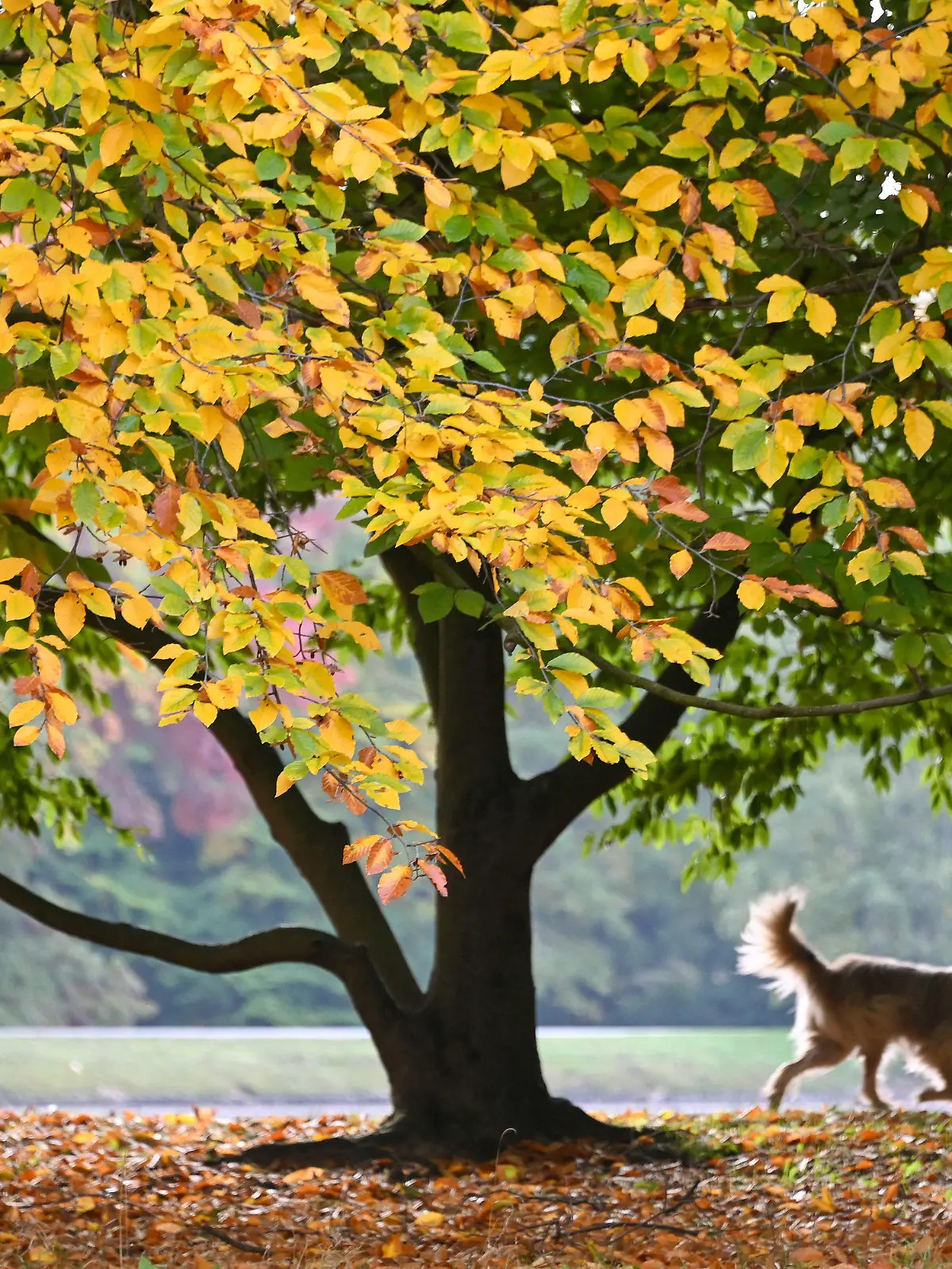 11.10.2022, Hessen, Kassel: Ein Hund eilt seinem Herrchen (nicht im Bild) unter einem prächtig verfärbten Baum voraus. Das milde Herbstwetter hält in den kommenden Tagen an. Foto: Uwe Zucchi/dpa +++ dpa-Bildfunk +++
