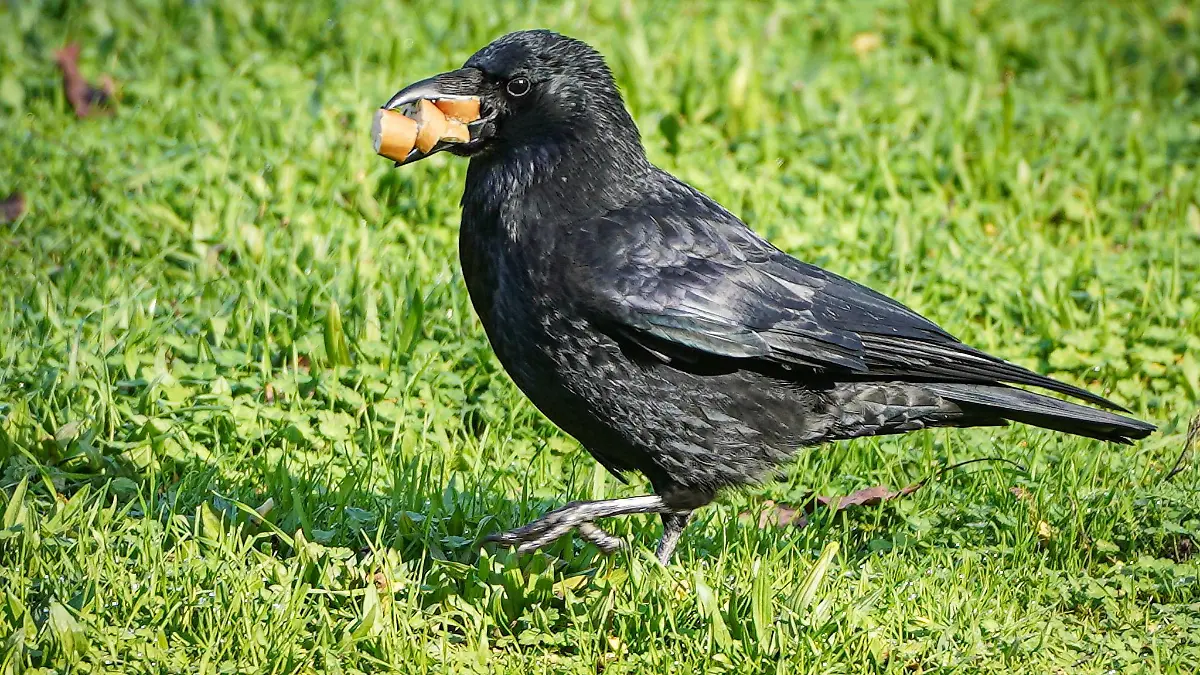 Ein Krähe stolziert im Sonnenschein über eine Wiese.