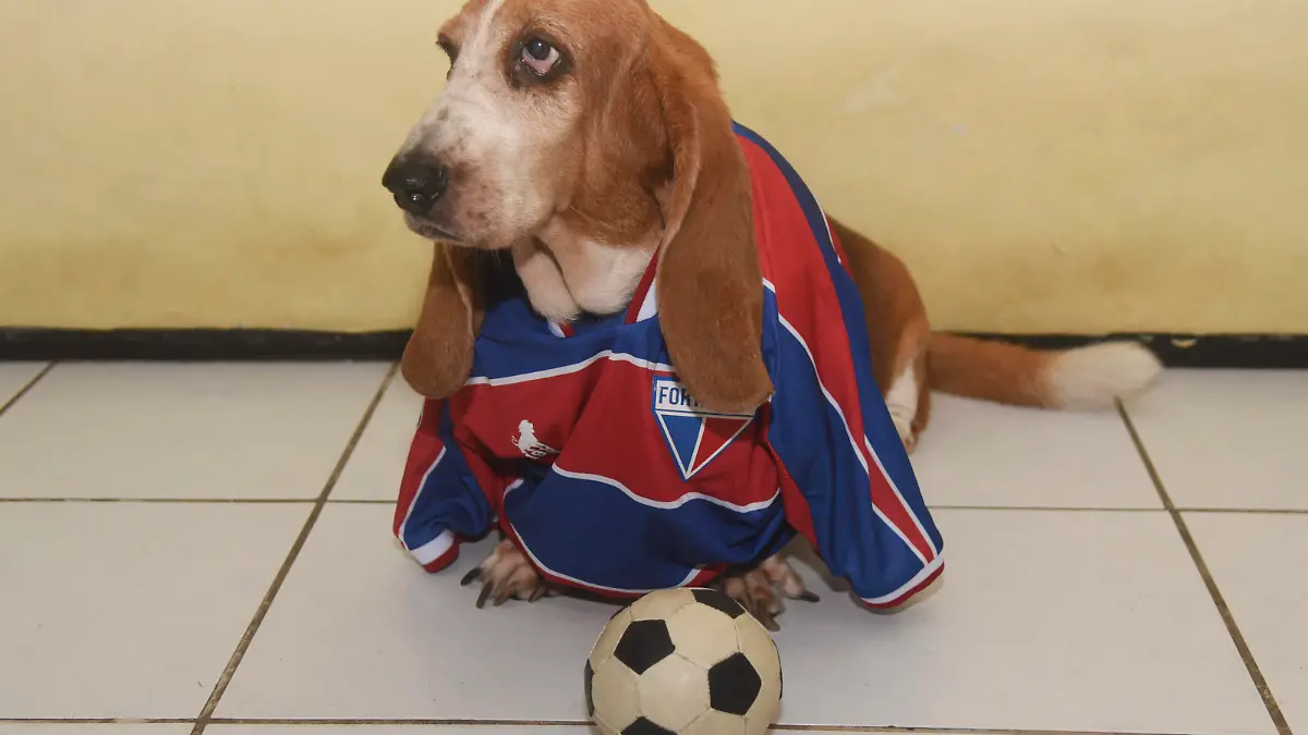 This Tuesday 7 the Ceara SC team will face the Fortaleza EC team in the Cearense Championship derby at 9:35pm at the Presidente Vargas Stadium. It will be the 100th classic. In the photo: Hillary 11 of Basset Hound breed is wearing the shirt of Ceara SC, Fortaleza EC and then poses next to the two shirts. Caior Rocha / SPP PUBLICATIONxNOTxINxBRAxMEX Copyright: xCaiorxRochax/xSPPx spp-en-CaRoSp-20230207_CaioRocha_campcearenseceaxfor2060223