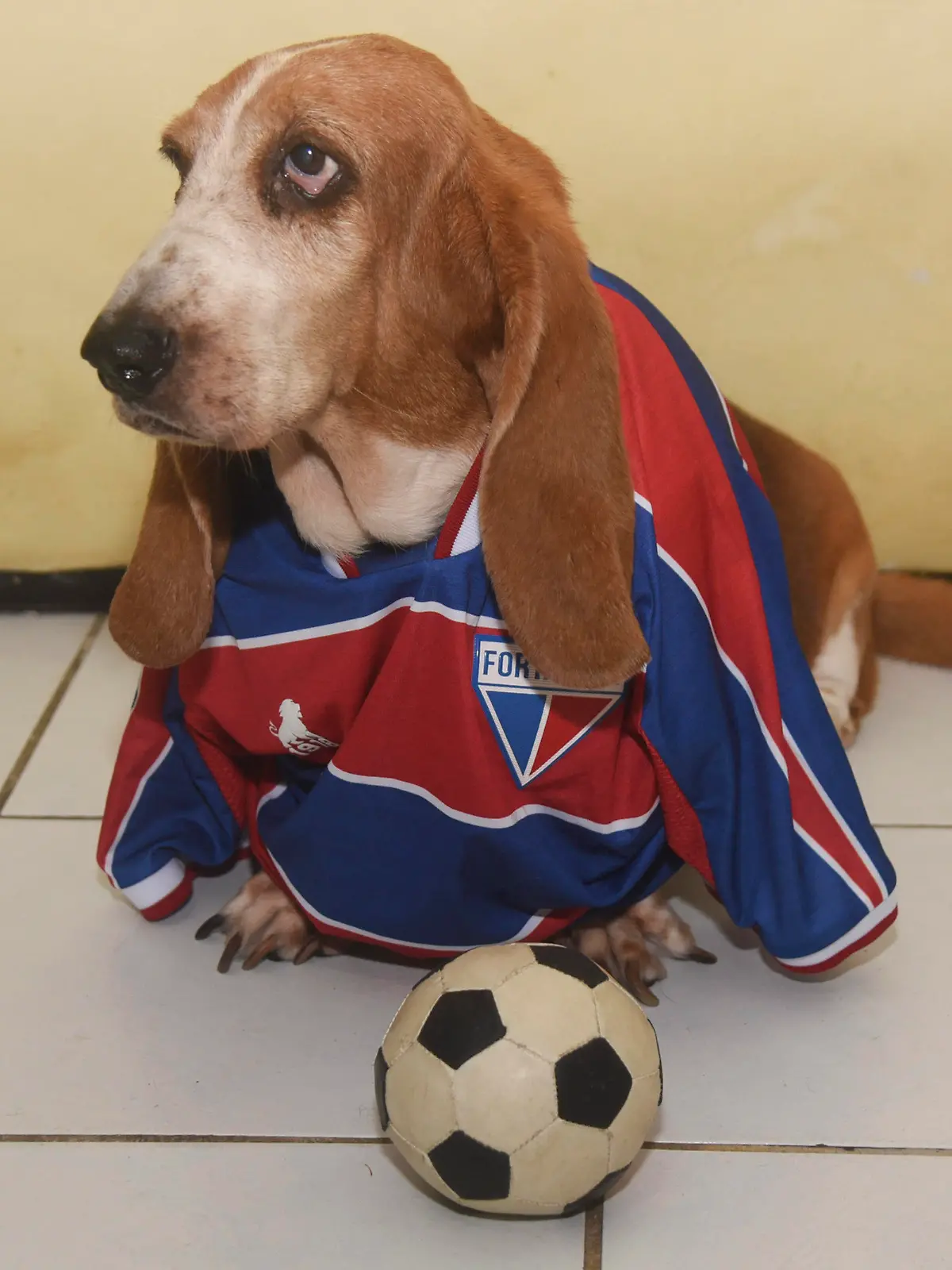 This Tuesday 7 the Ceara SC team will face the Fortaleza EC team in the Cearense Championship derby at 9:35pm at the Presidente Vargas Stadium. It will be the 100th classic. In the photo: Hillary 11 of Basset Hound breed is wearing the shirt of Ceara SC, Fortaleza EC and then poses next to the two shirts. Caior Rocha / SPP PUBLICATIONxNOTxINxBRAxMEX Copyright: xCaiorxRochax/xSPPx spp-en-CaRoSp-20230207_CaioRocha_campcearenseceaxfor2060223