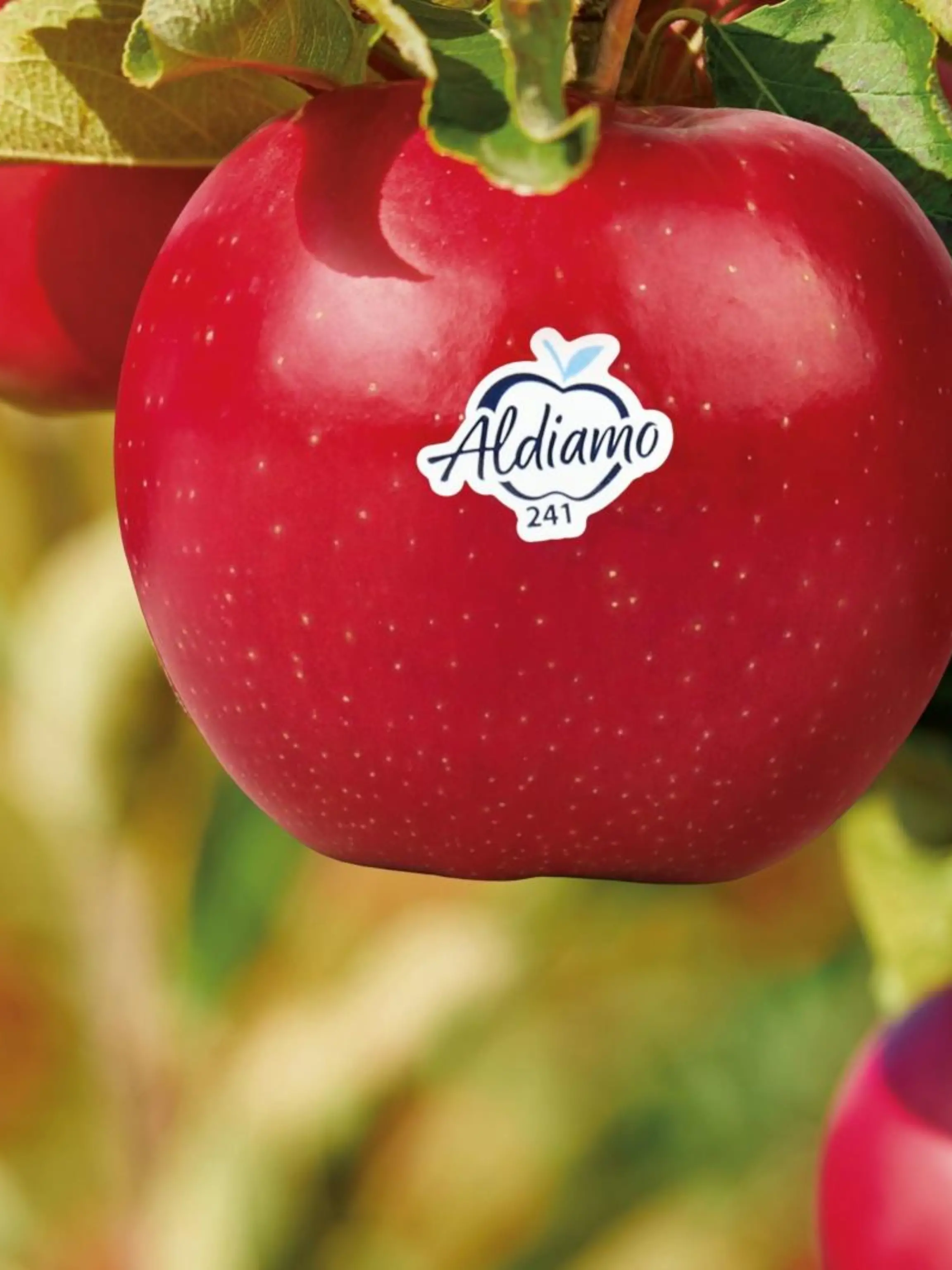 Der Apfel wird exklusiv in allen rund 2.000 ALDI SÜD Filialen erhältlich sein.