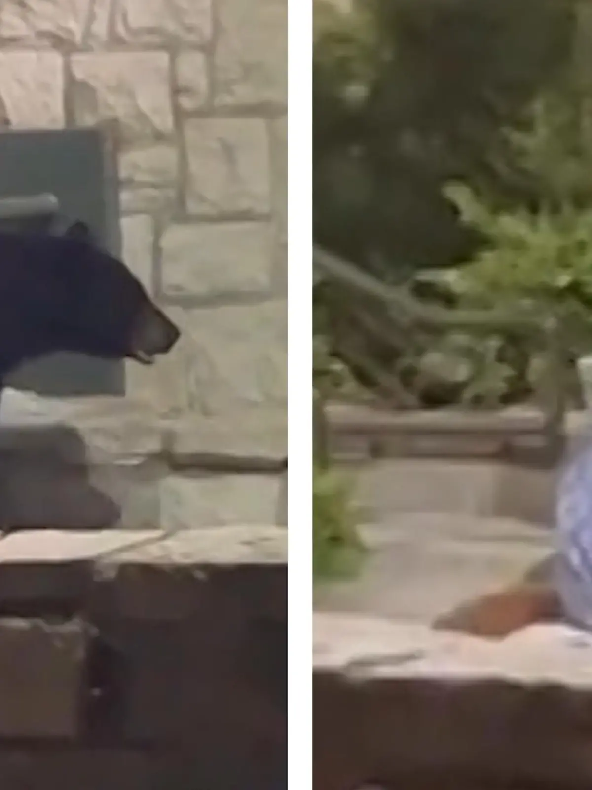 Ein kanadischer Bär kann dem köstlichen Duft des Döners einfach nicht widerstehen und schleicht sich an einen essenden Passanten ran - im Video.