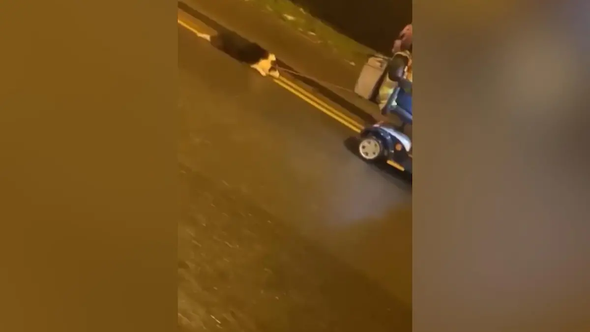 Wie grausam ist das bitte?!: Ältere Frau schleift Hund hinter sich her
