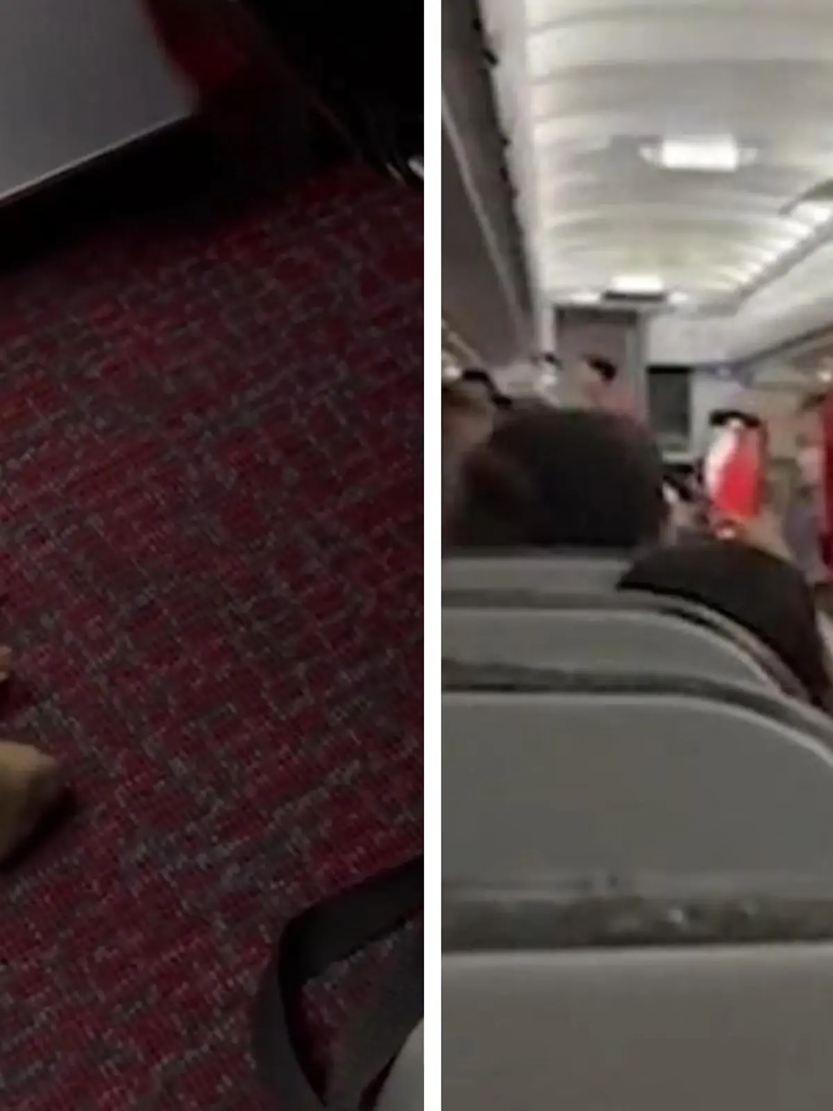 An Bord eines Airbus A320 von Bangkok nach Taipeh entwischte eine Ratte aus dem Handgepäck eines Passagiers. Sie blieb aber nicht die einzige tierische Entdeckung. Die alarmierten Besatzungsmitglieder machten sich schließlich auf die Suche nach dem Tier. Dabei begegneten sie jedoch zuerst nicht der Ratte, sondern einem Baby-Otter, der sich unter einem Sitz herumwälzte. Die Szenen sind in einem Video festgehalten, das von der britischen «Daily Mail» veröffentlicht wurde. Später fand ein Flugbegleiter auch die Ratte, von ihr wurde er in die Hand gebissen, wie es weiter heißt. 
Laut einem Reisenden wurde bei Ankunft am Taoyuan International Airport jede Tasche durchsucht. Dort kamen noch mehr Tiere zum Vorschein. Die Rede ist von 28 Sternschildkröten, einer Schlange, einem Murmeltier, zwei Ottern und zwei weiteren unbekannten Nagetieren.