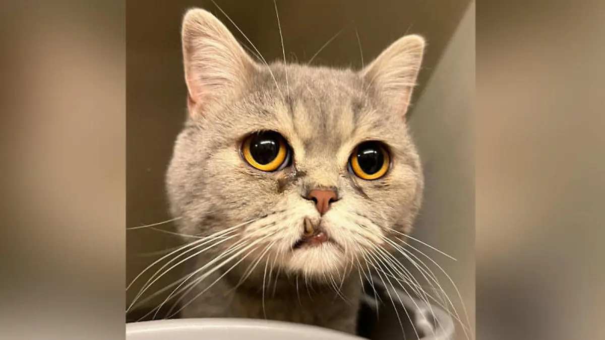 Katze