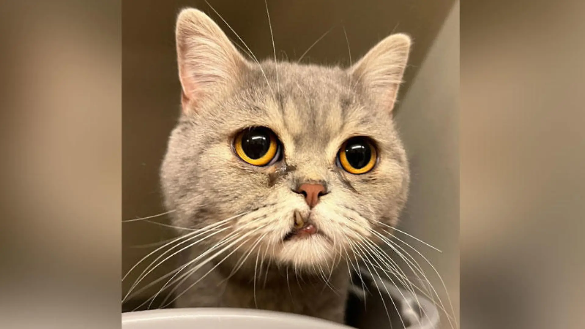 Katze