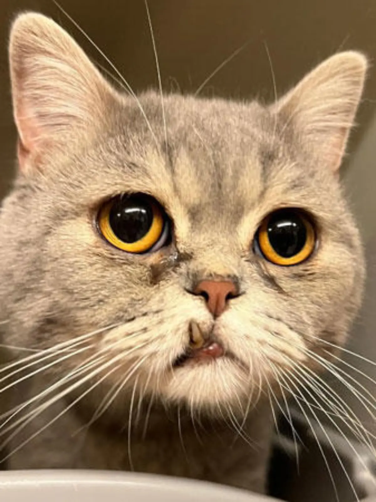 Katze