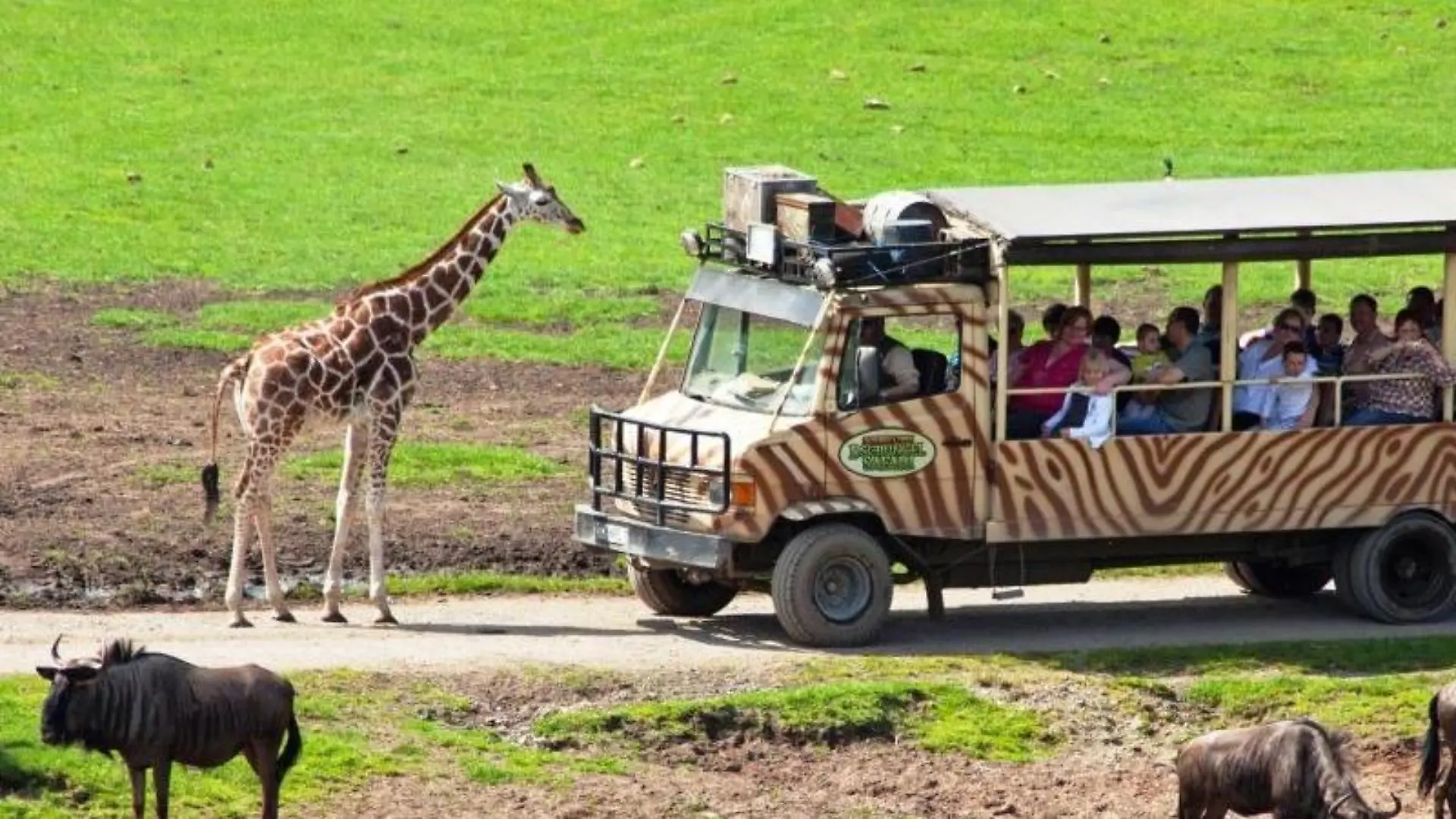 Wildtiere Afrikas bekommen Besucher im Serengeti-Park in Hodenhagen zu sehen - der Park ist benannt nach dem bekannten Nationalpark in Tansania. Foto: Serengeti-Park Hodenhagen