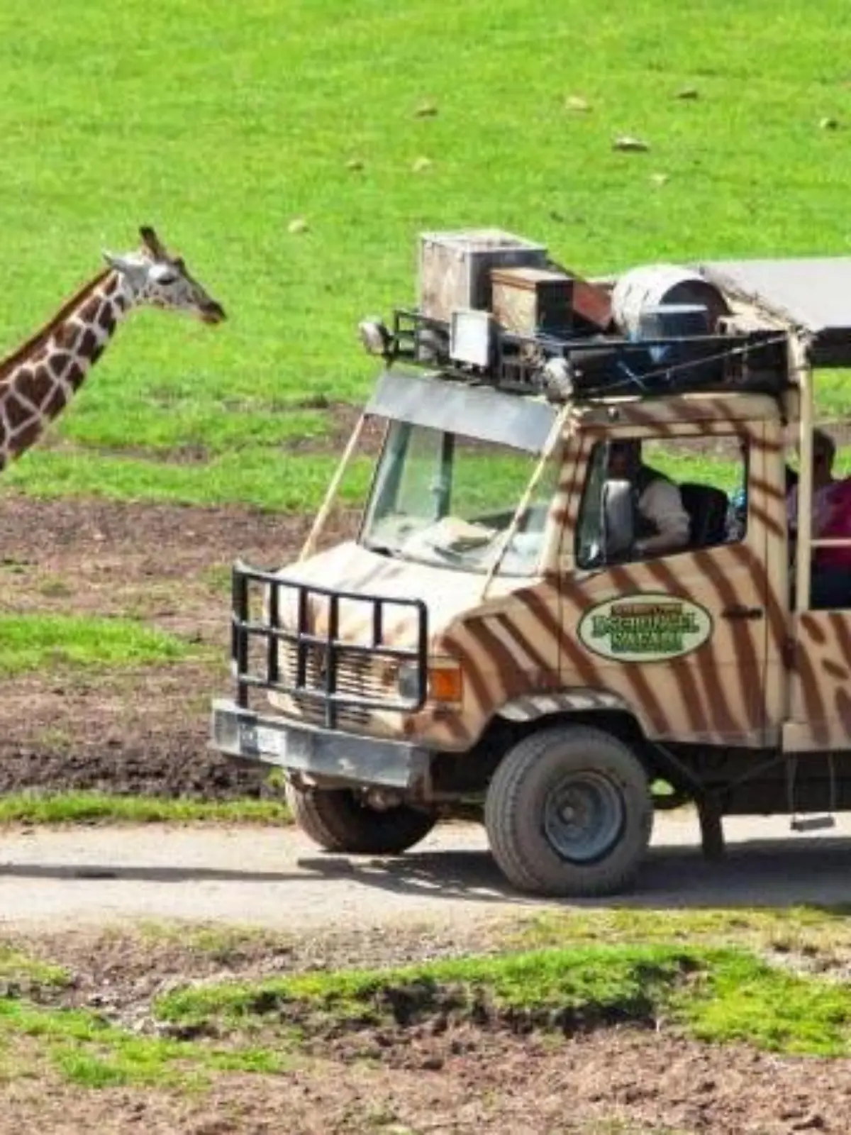 Wildtiere Afrikas bekommen Besucher im Serengeti-Park in Hodenhagen zu sehen - der Park ist benannt nach dem bekannten Nationalpark in Tansania. Foto: Serengeti-Park Hodenhagen