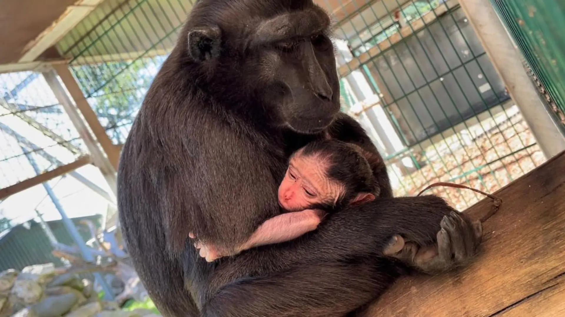 Schopfmakakennachwuchs im Tierpark Gettorf.